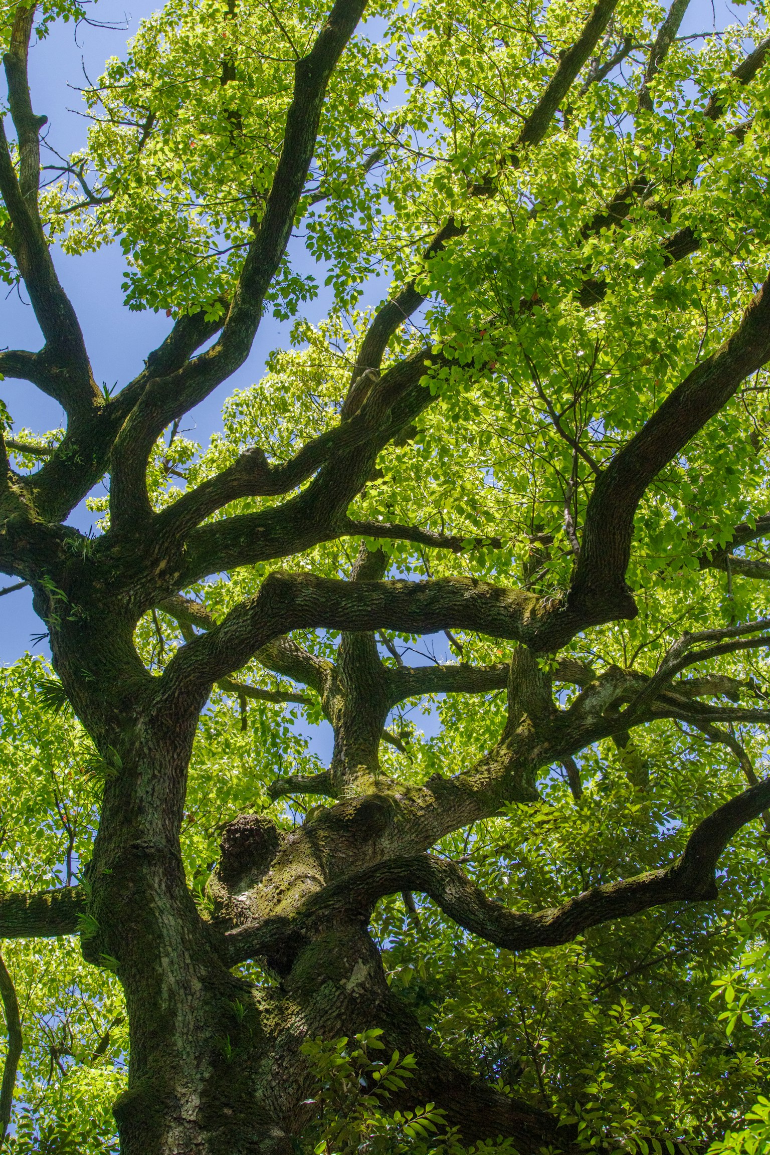 Gros plan sur les branches d'un arbre avec des feuilles vertes luxuriantes