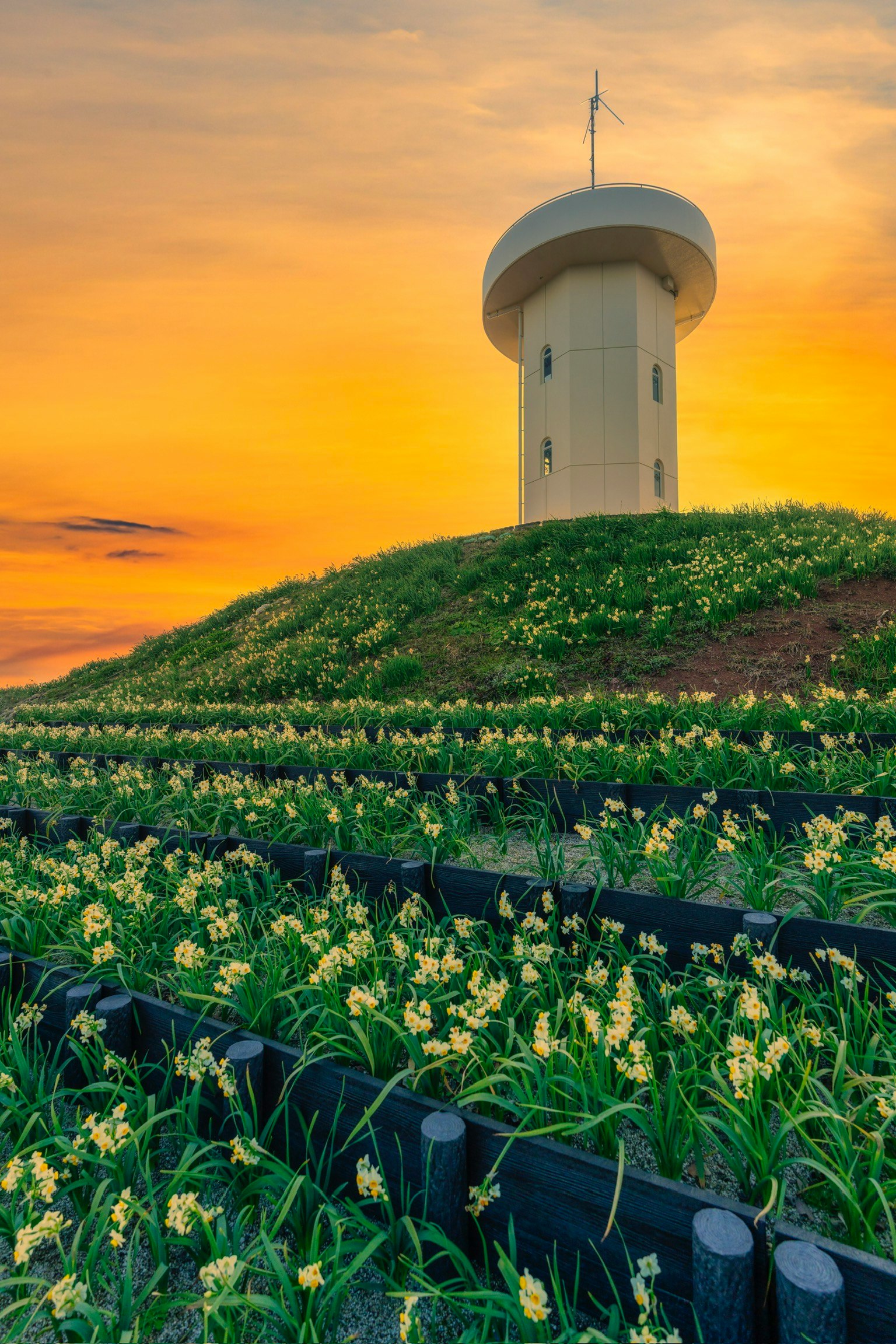 Tour d'eau sur une colline avec des fleurs jaunes au coucher du soleil