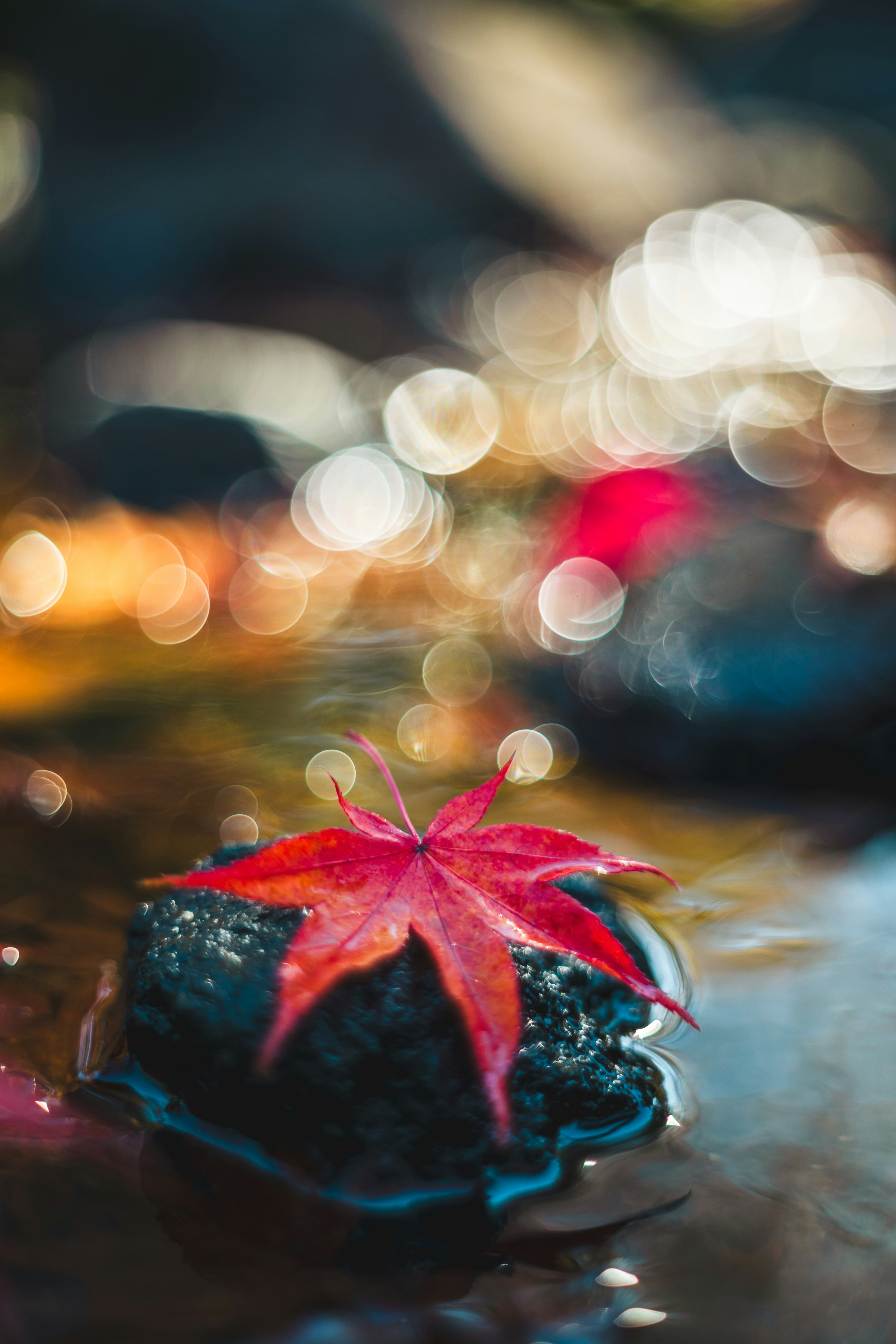 A vibrant red maple leaf resting on a dark stone in a blurred natural setting