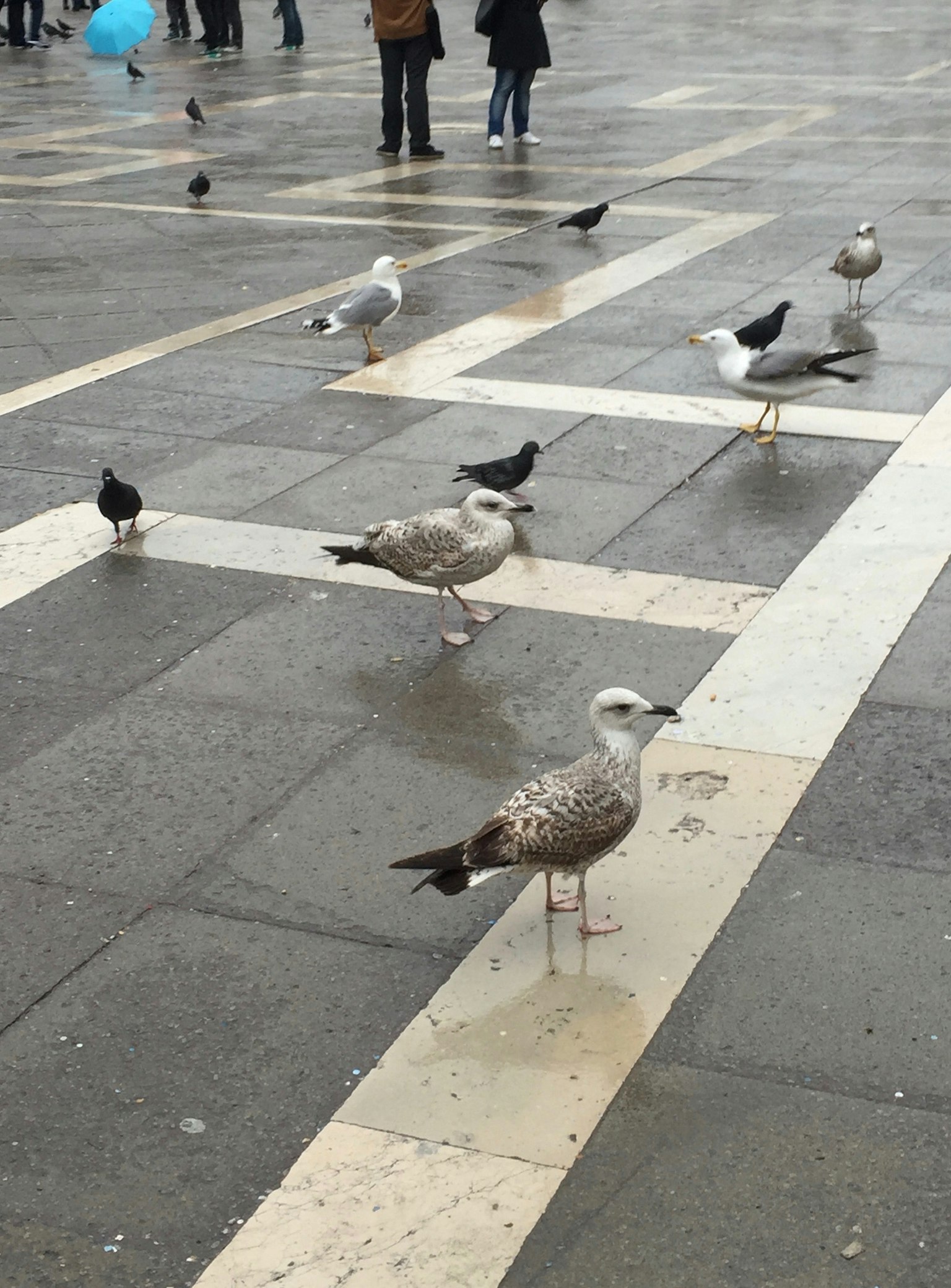 Seagulls and pigeons walking in a square during rain