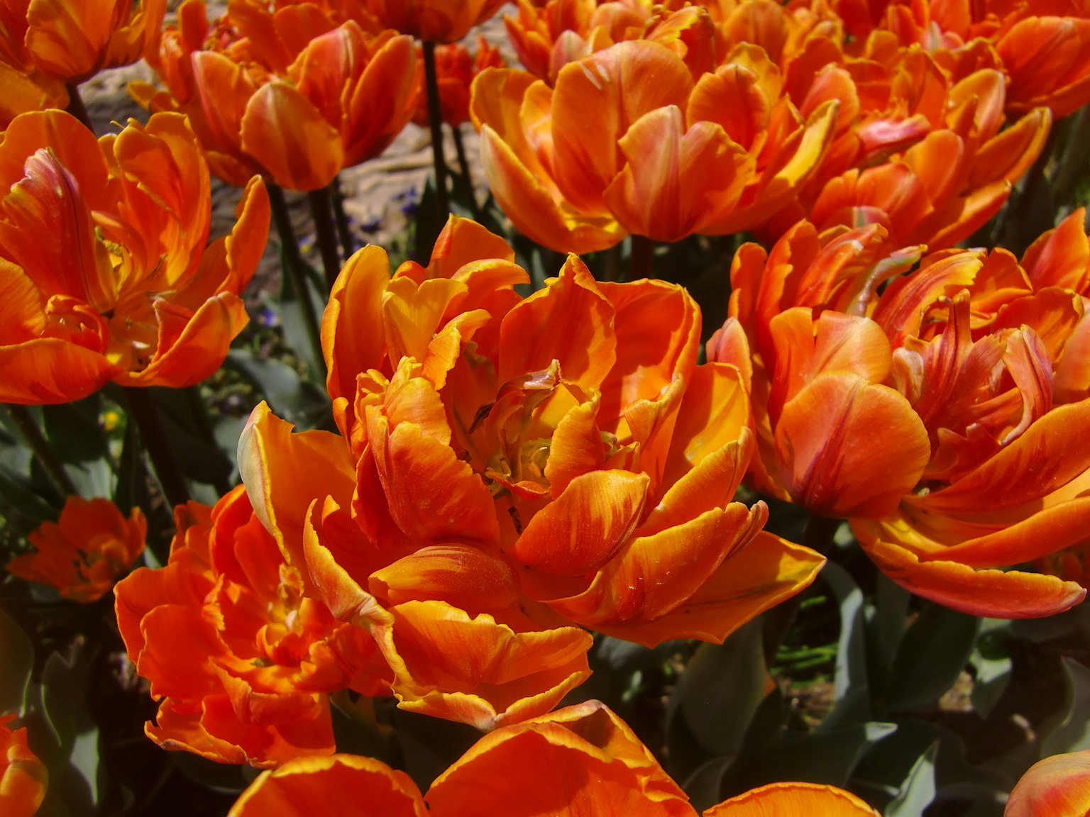 Hoa tulip màu cam rực rỡ đang nở rộ
