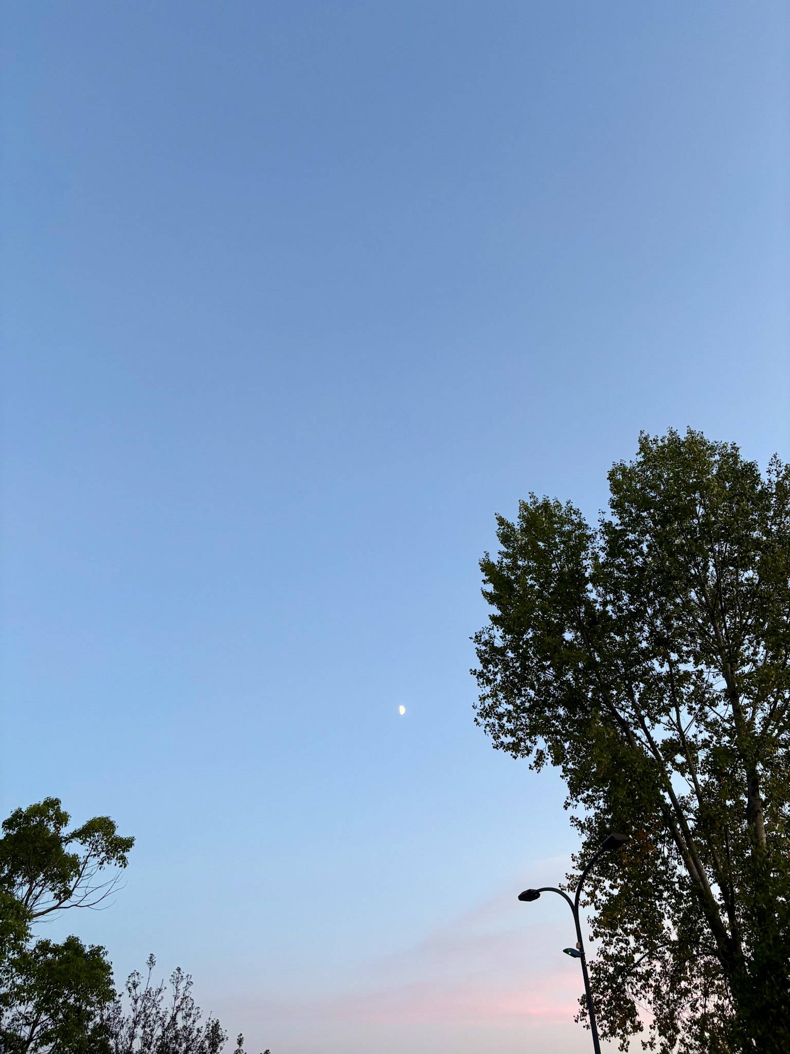 Moon in a clear blue sky with tree silhouettes