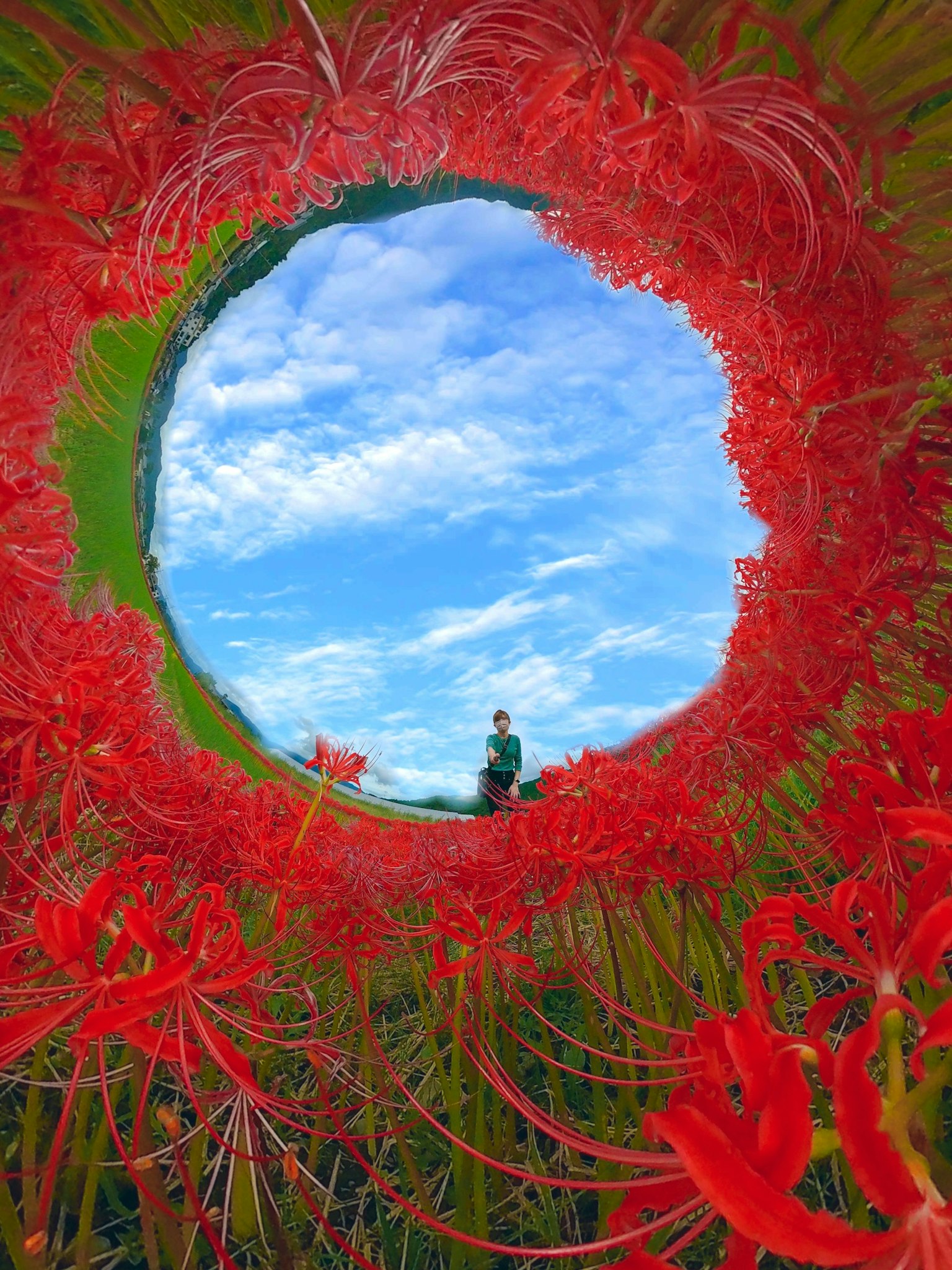 Gambar seseorang berdiri di antara bunga lily merah dengan langit biru