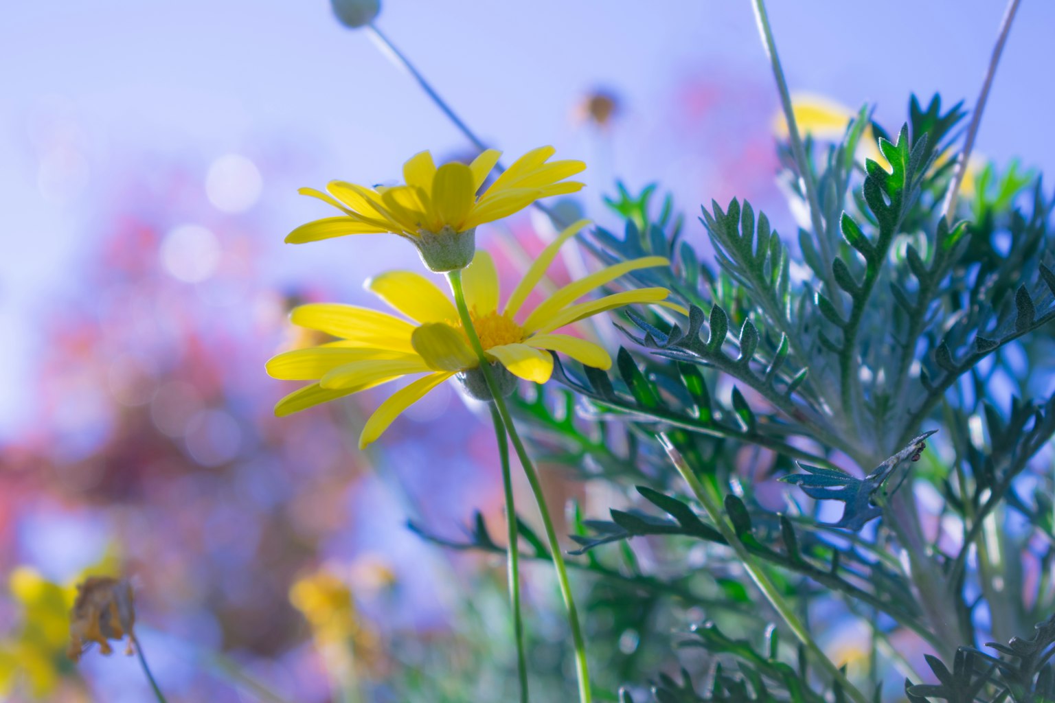 Close-up of yellow flowers and green leaves against a blue background