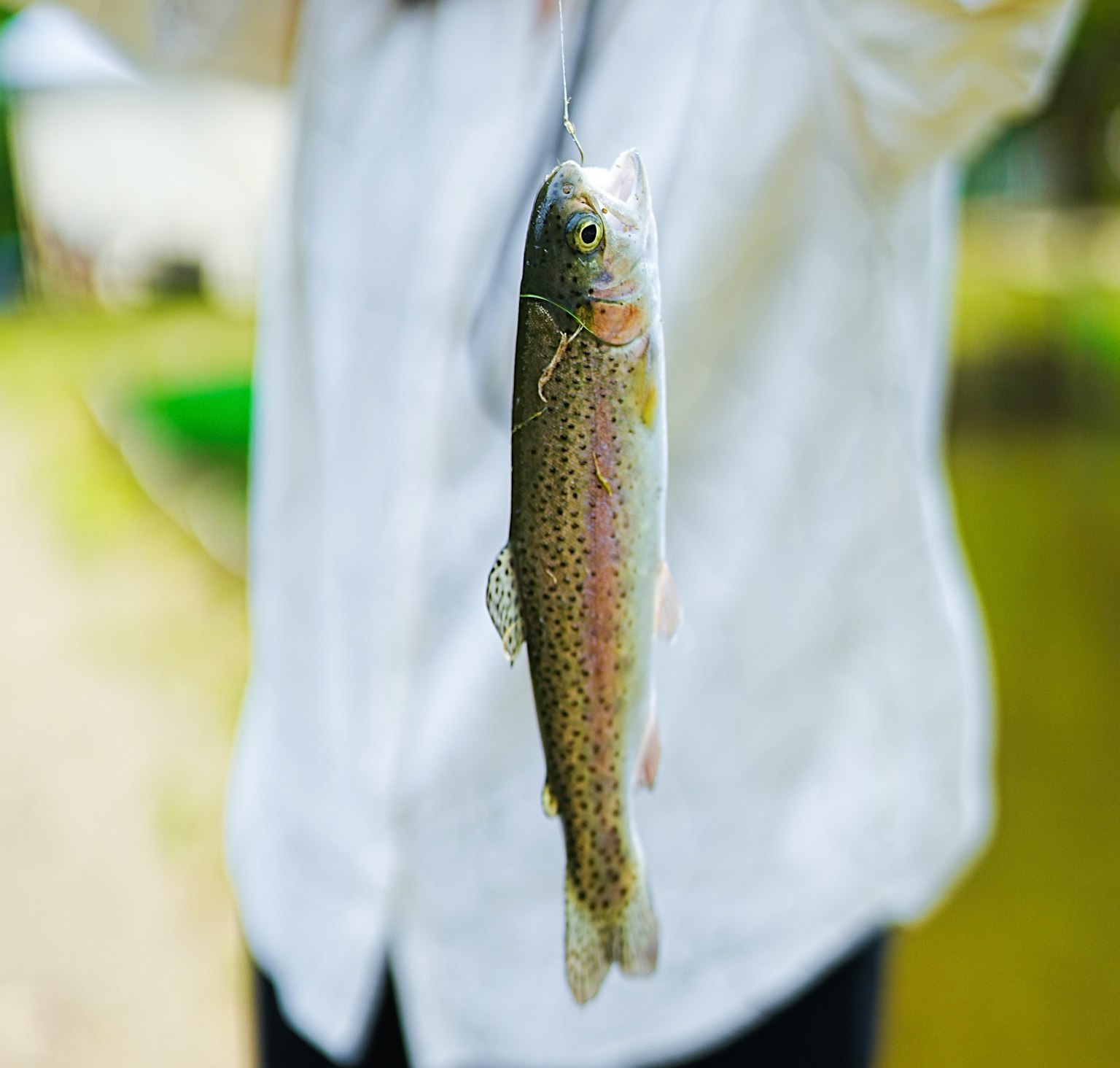 Seseorang memegang ikan trout pelangi saat memancing dengan latar belakang hijau dan sungai terlihat