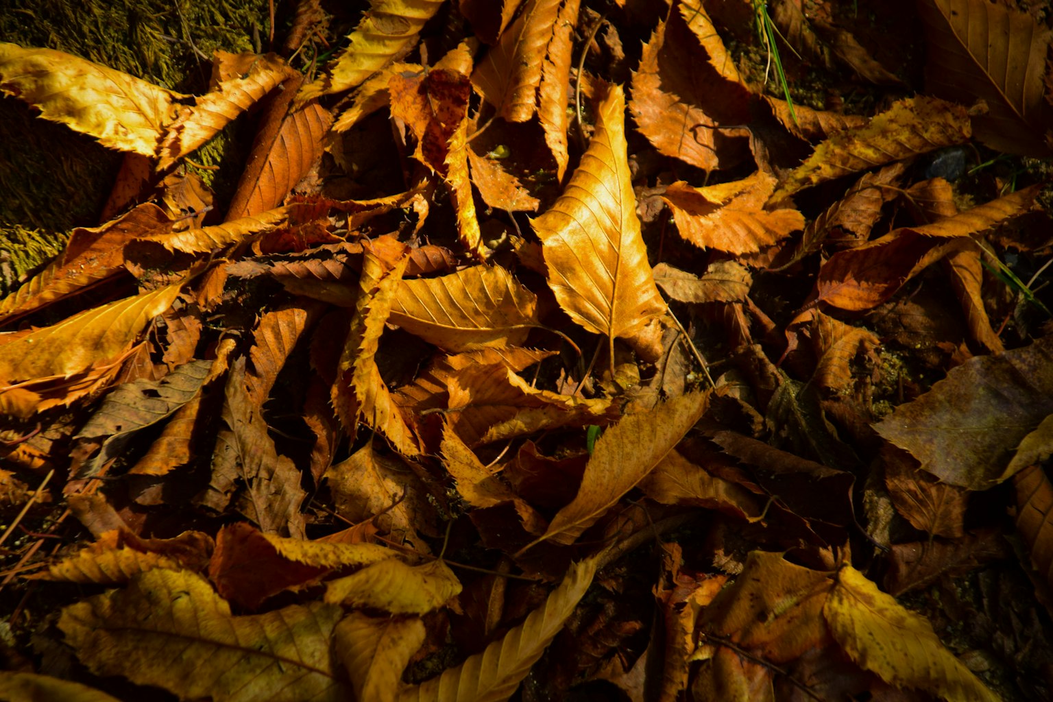 A pile of colorful autumn leaves scattered on the ground