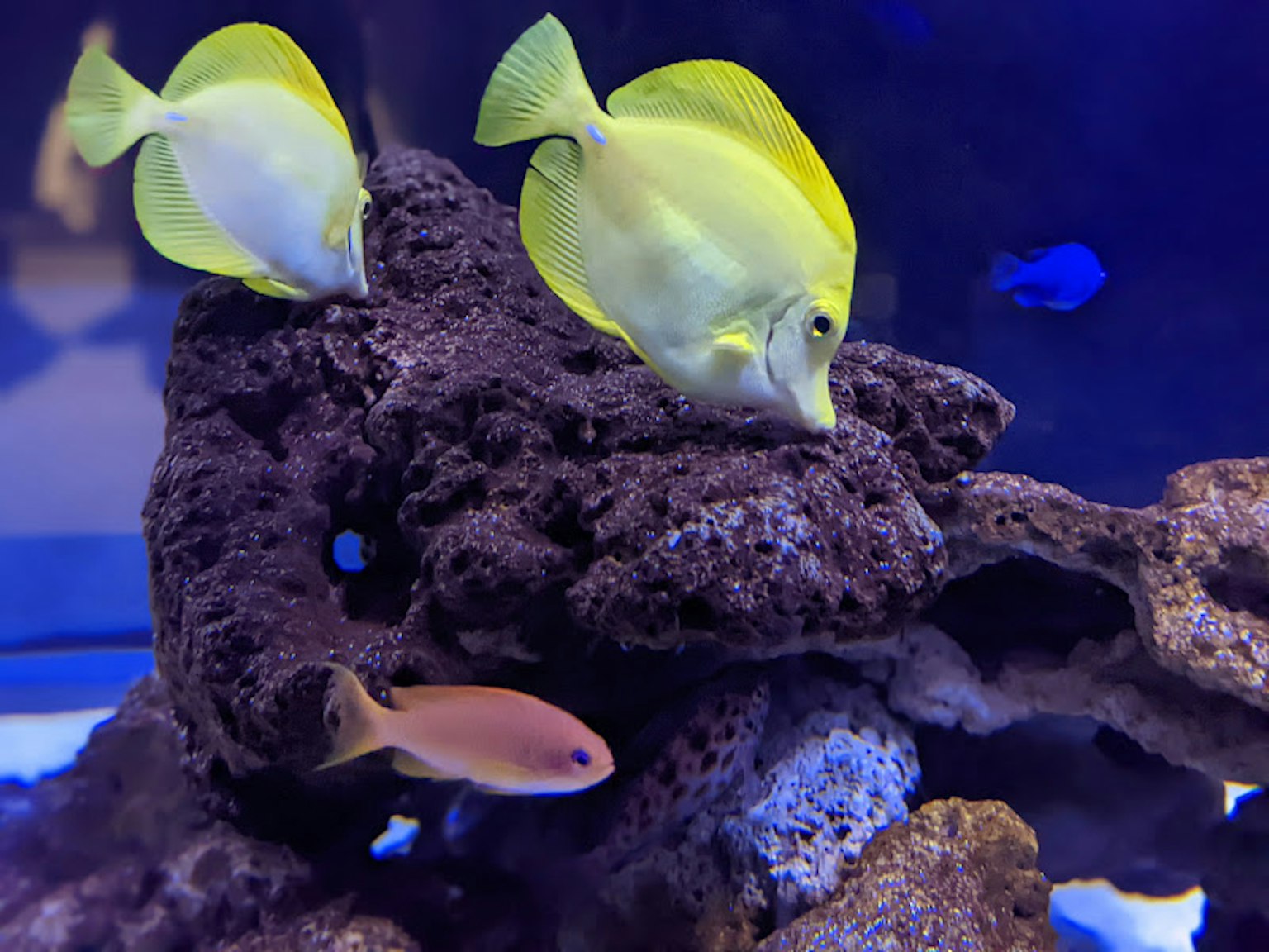 Yellow fish swimming around coral rocks in an aquarium