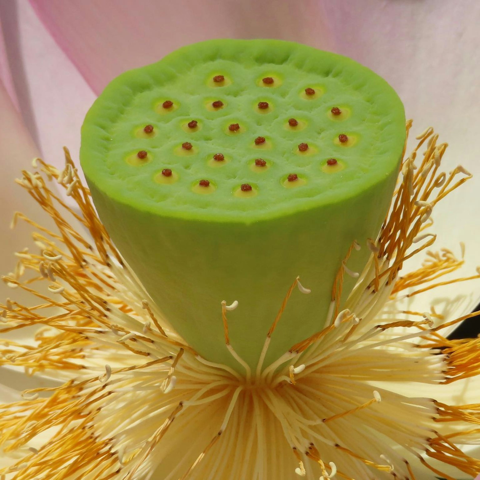 綠色蓮蓬和黃色蓮花的雄蕊