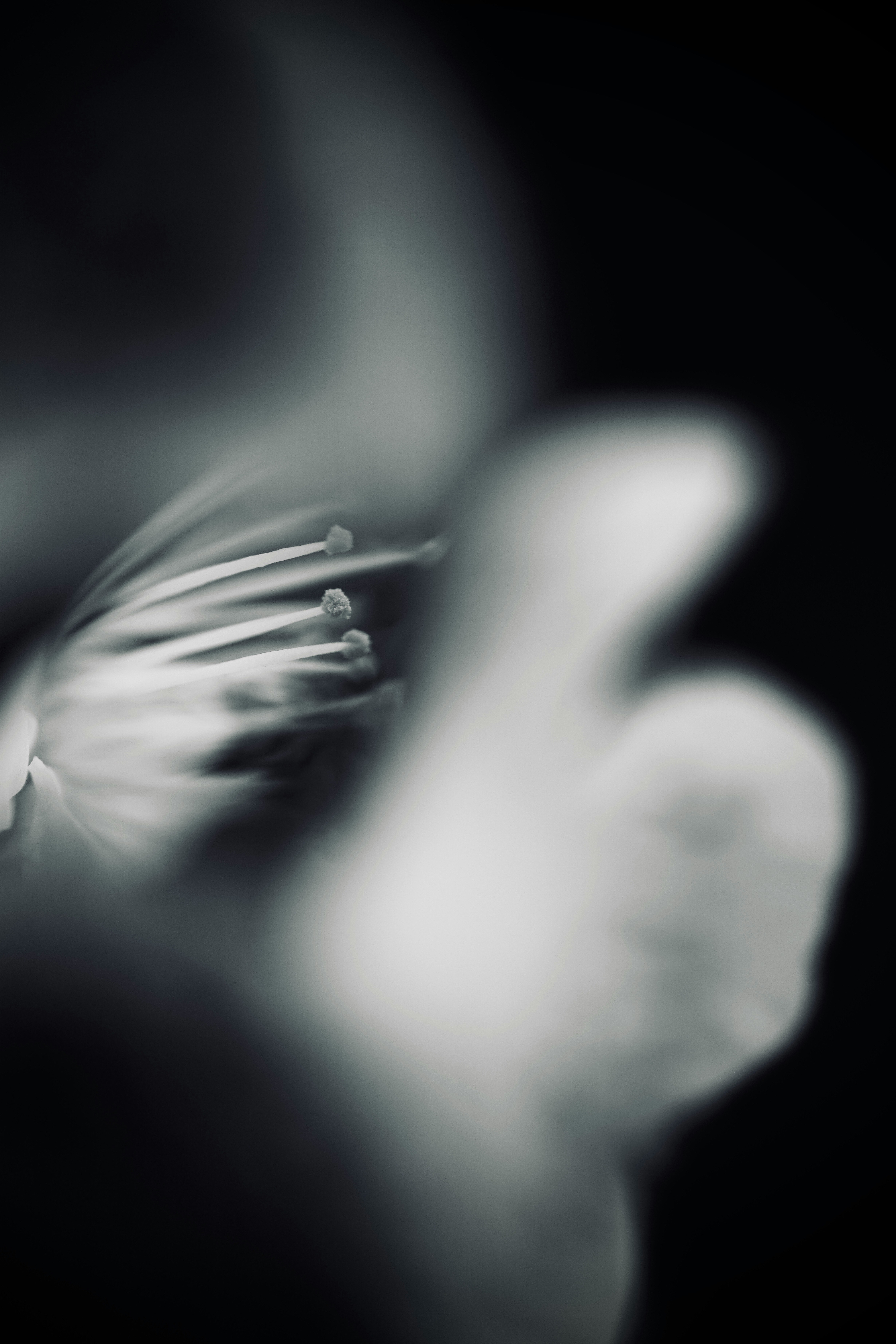 白黒の花のクローズアップ画像 花びらと雄しべがぼんやりと見える