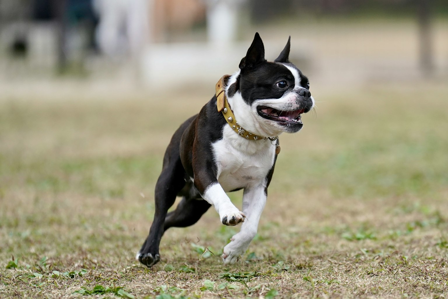 Anjing Boston Terrier berlari di area berumput