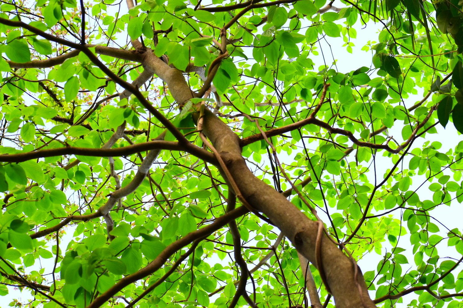 Vista de las ramas de un árbol y hojas verdes desde abajo
