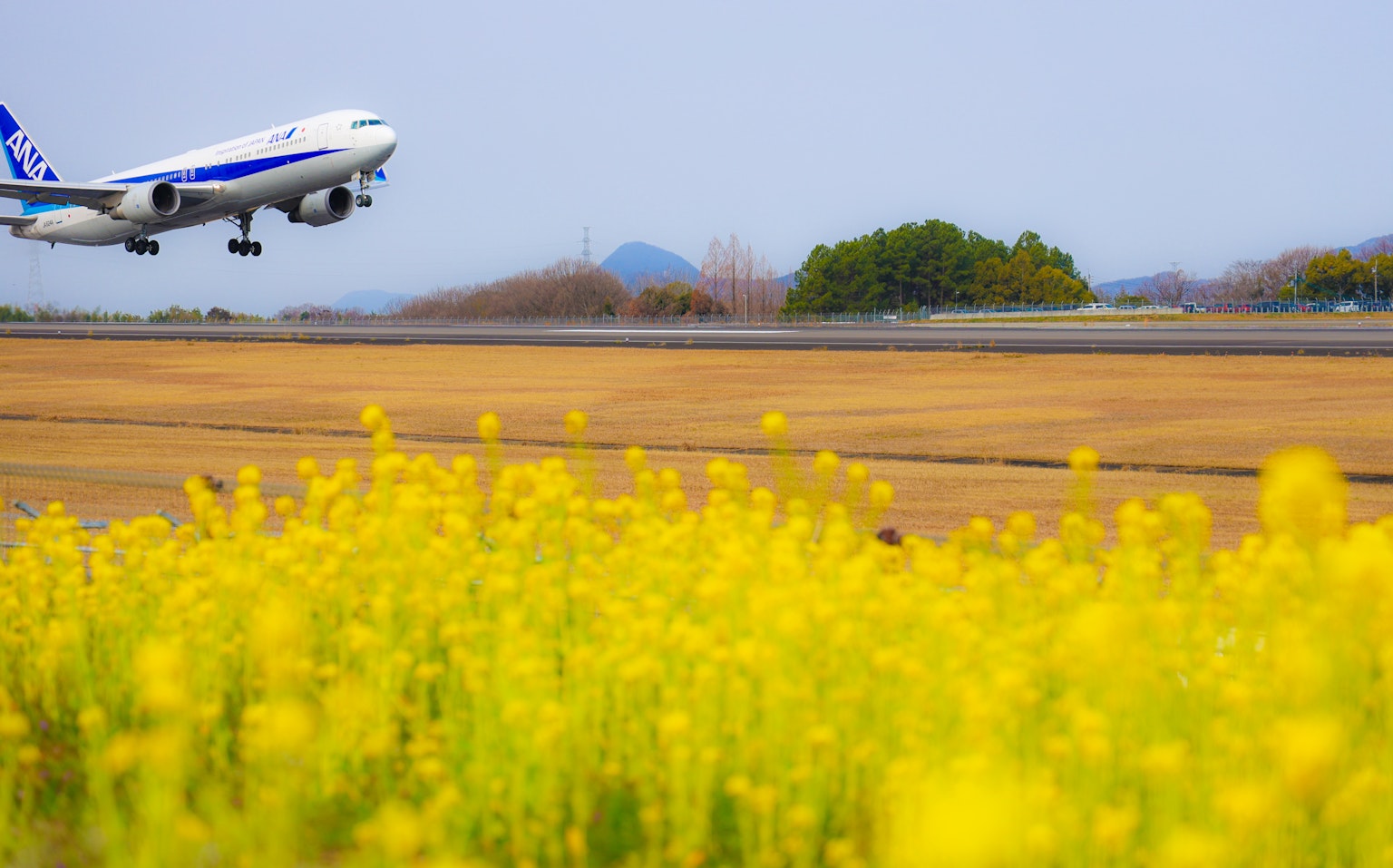 Un avión despegando con un campo de flores amarillas en primer plano
