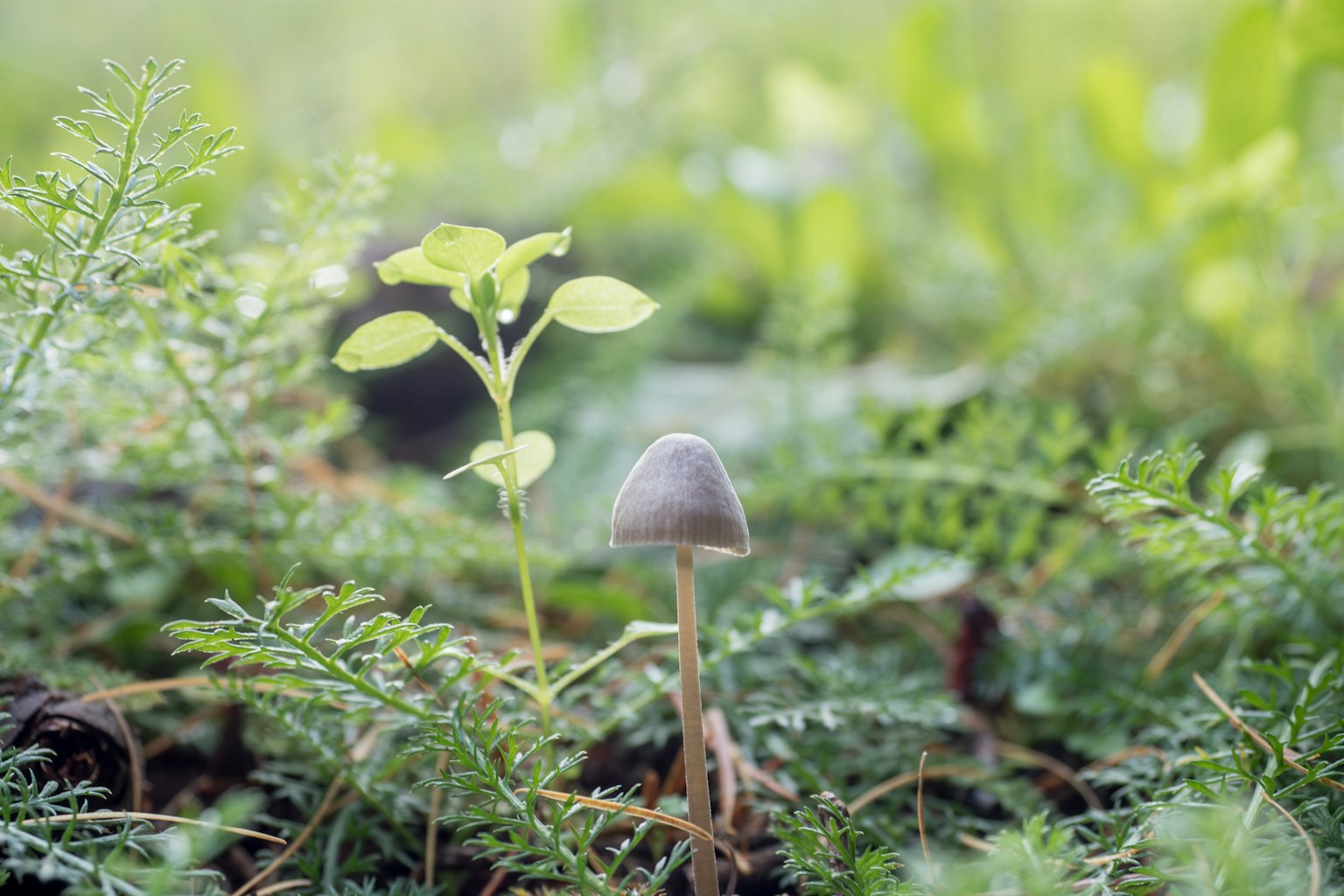 Small mushroom and young plant growing among green leaves