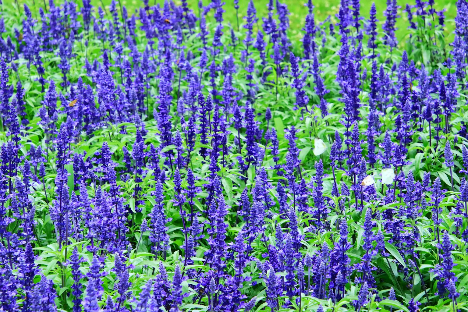 Campo de flores moradas vibrantes rodeado de follaje verde exuberante