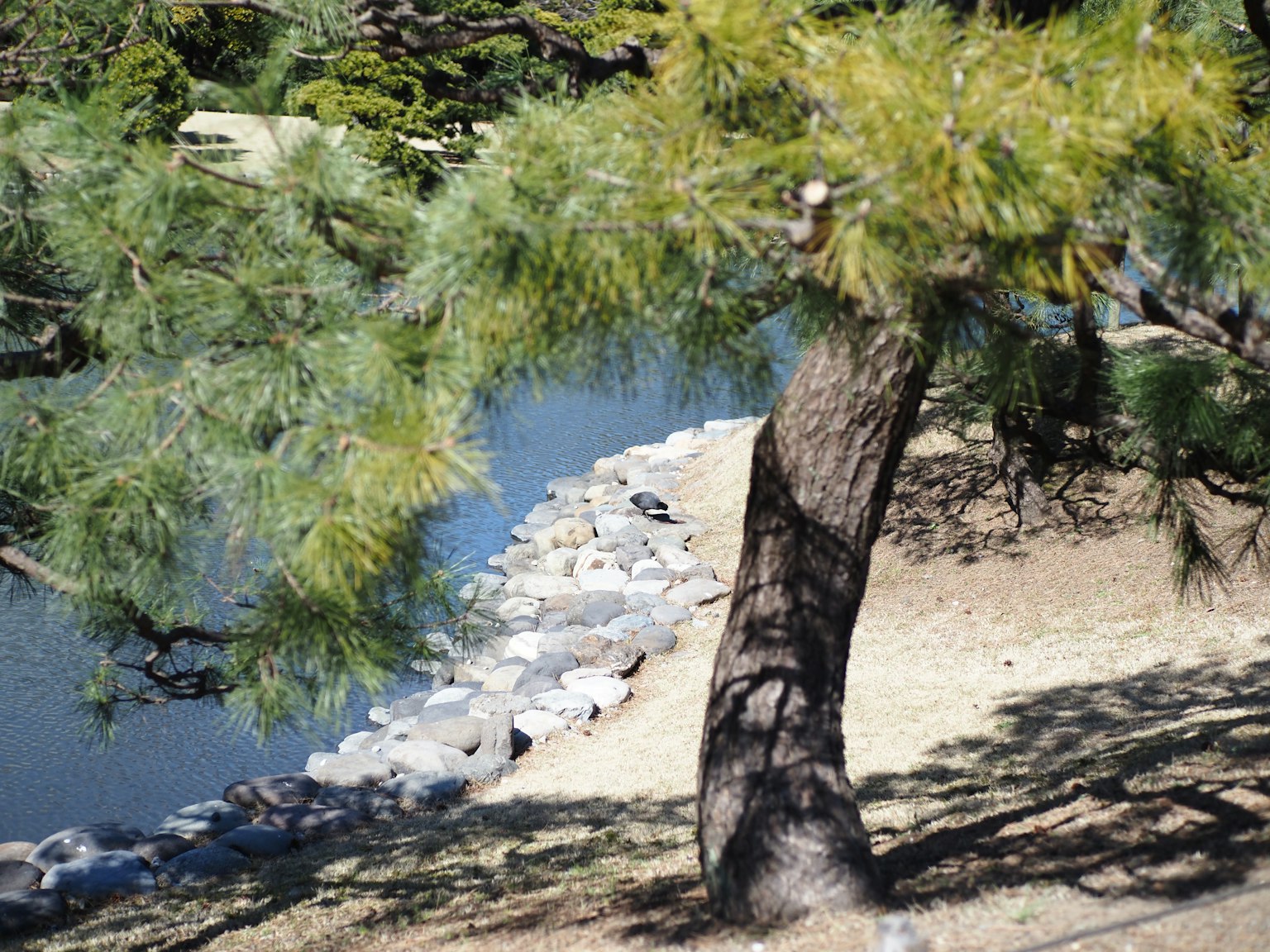 Pin au bord de la rivière avec une digue en pierre
