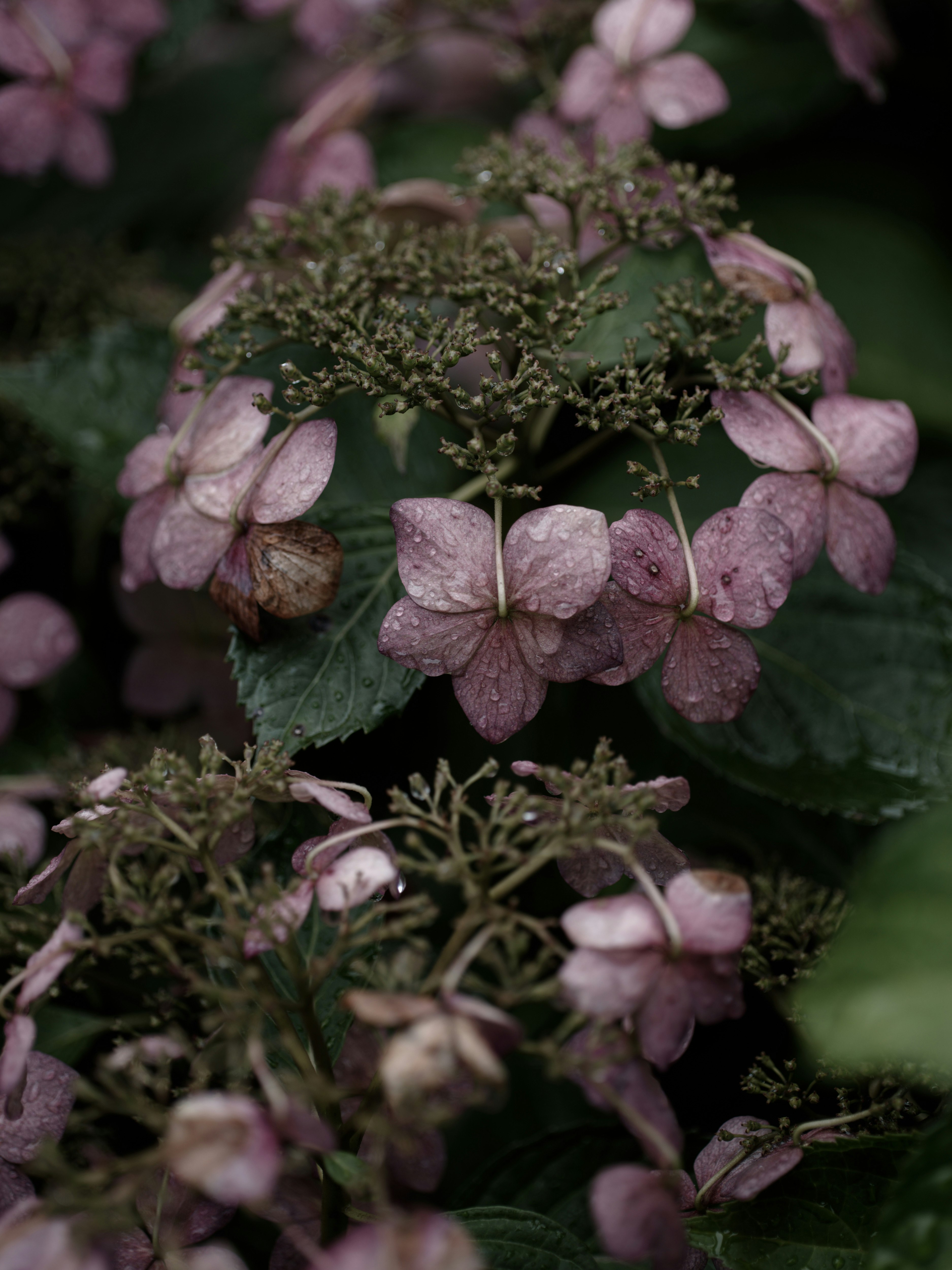 雨に濡れたガクアジサイの花と葉
