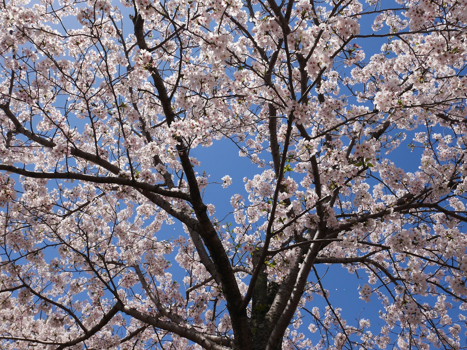 Árbol de cerezo con flores rosas contra un cielo azul