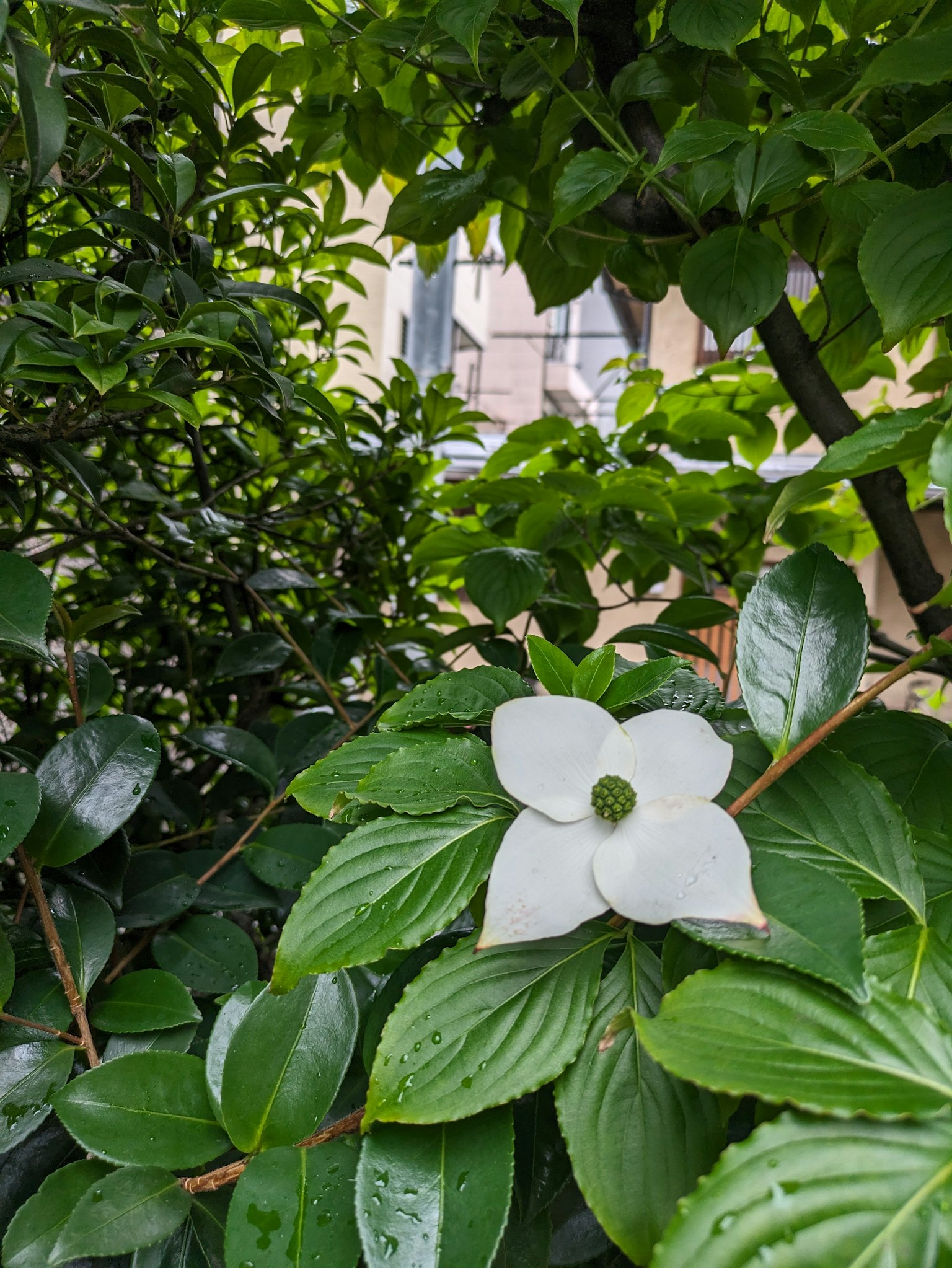 花園中郁郁蔥蔥的綠葉中的白花
