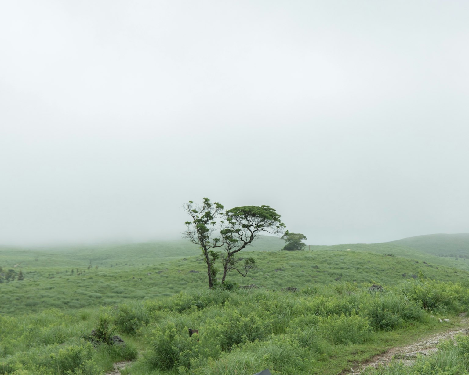 Un albero solitario su colline verdi avvolte nella nebbia