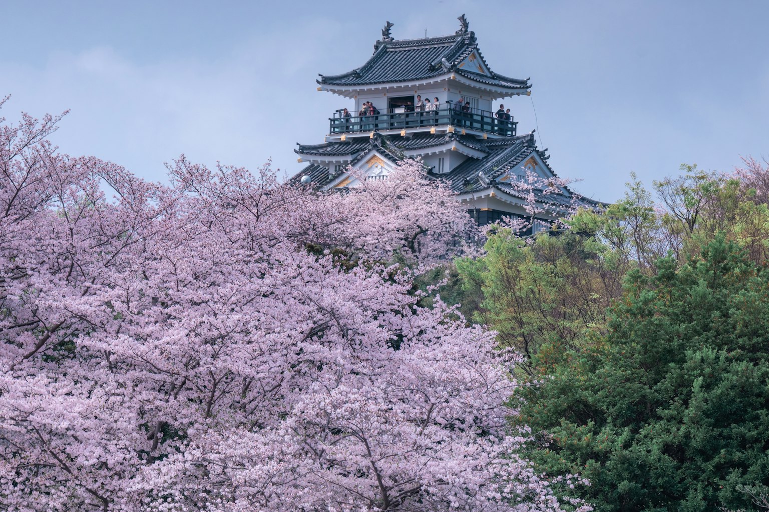 ทิวทัศน์ที่สวยงามของปราสาทที่ล้อมรอบด้วยต้นซากุระ