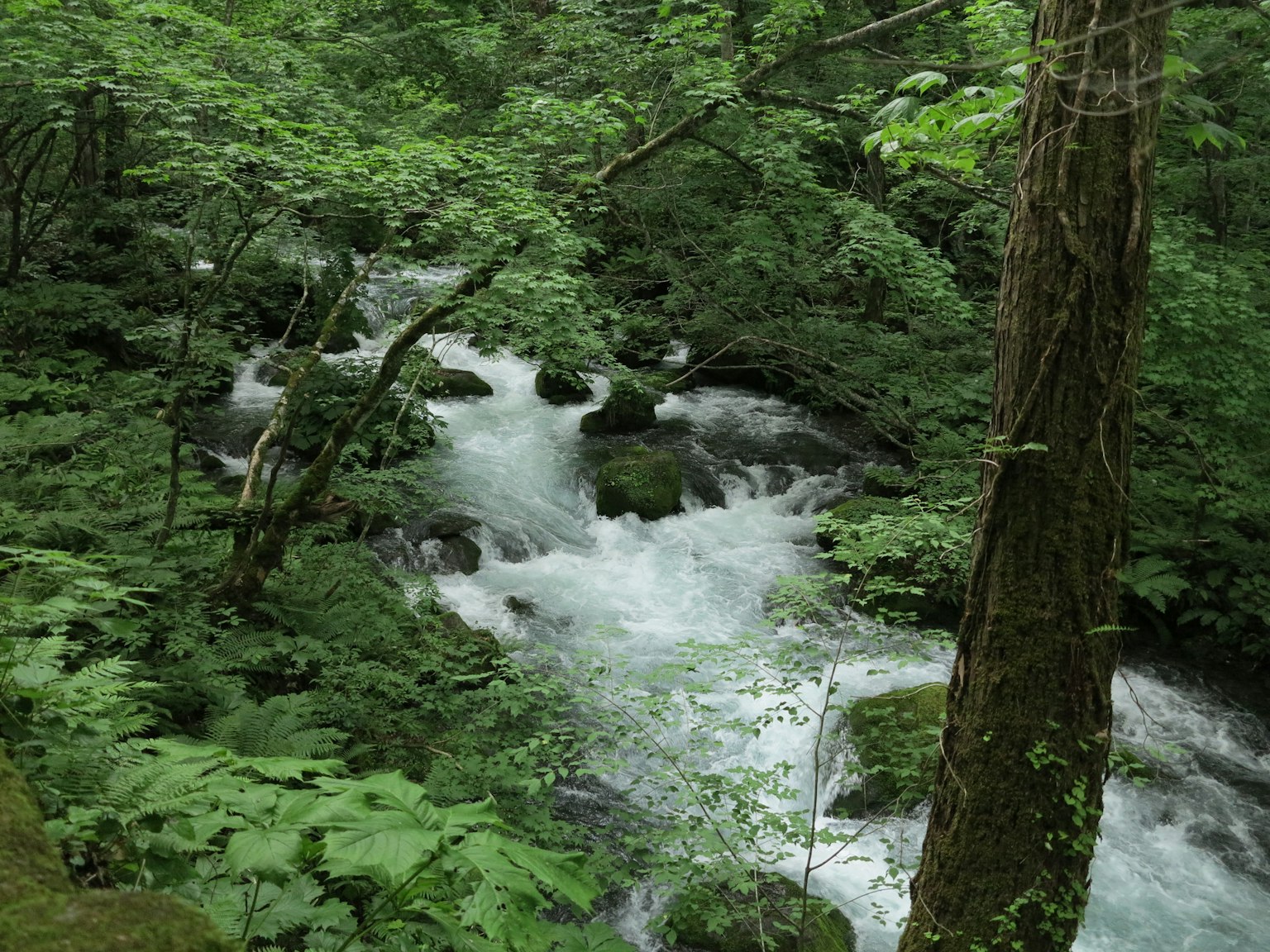 Vue pittoresque d'un ruisseau clair traversant une forêt luxuriante