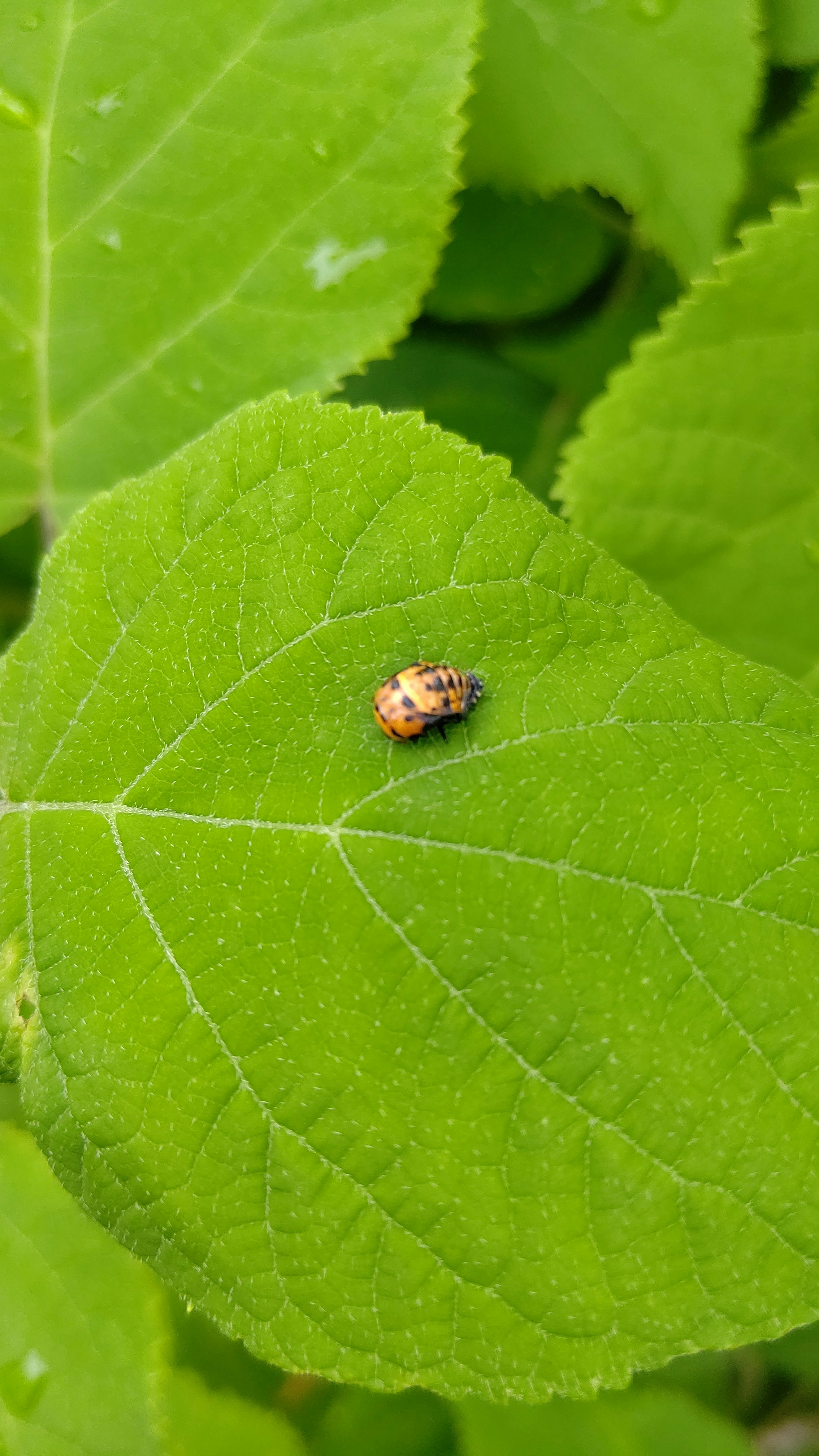 葉の上を歩く小さな甲虫のクローズアップ