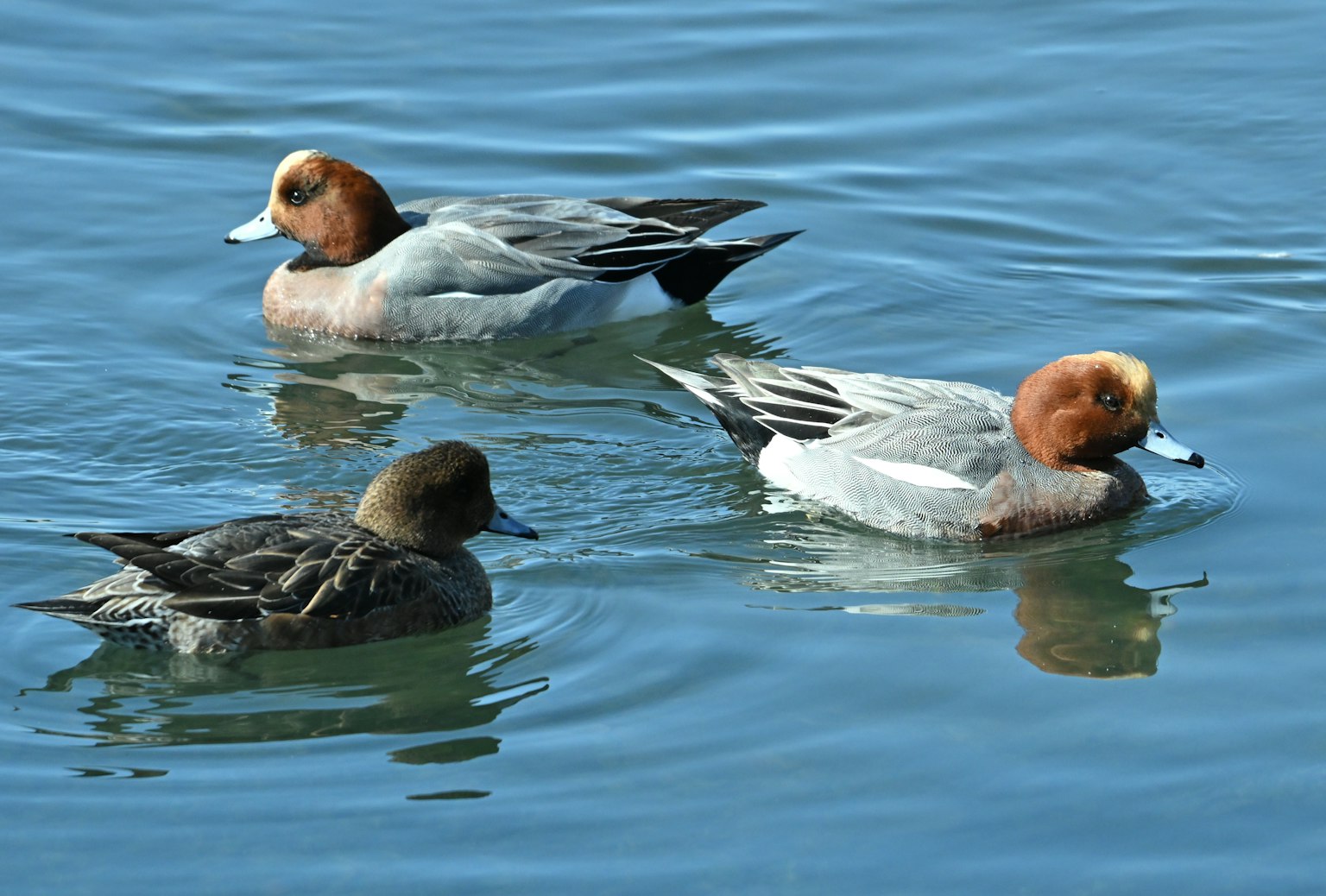 Sekelompok bebek jantan dan betina Eurasian Wigeon yang berenang di air