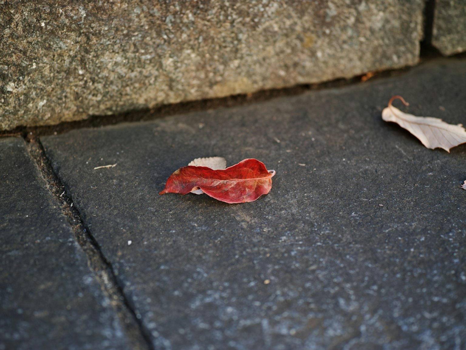 Ein rotes Blatt auf einem Steinpflaster