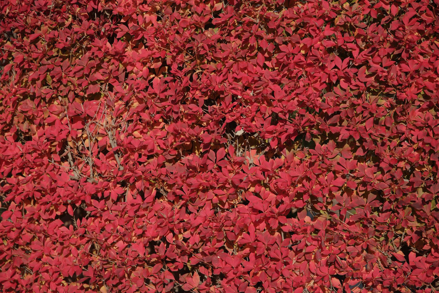 Foglie rosse vivaci che coprono densamente una superficie