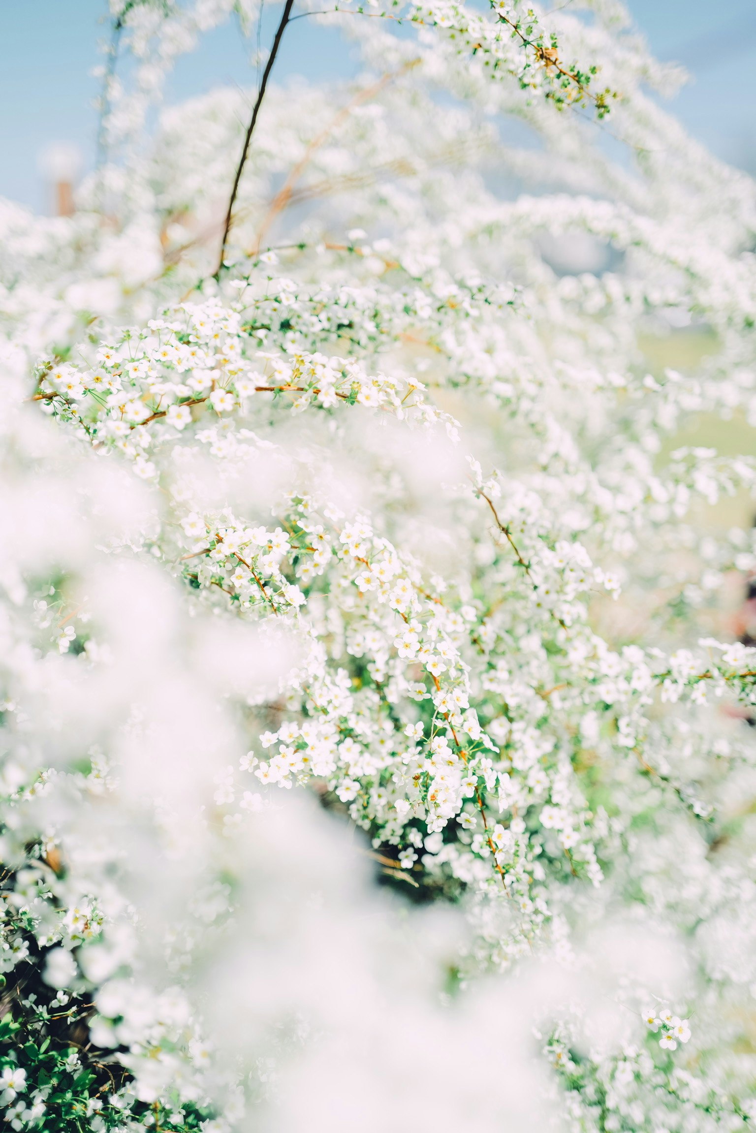 Sanfter Hintergrund eines Feldes mit blühenden weißen Blumen