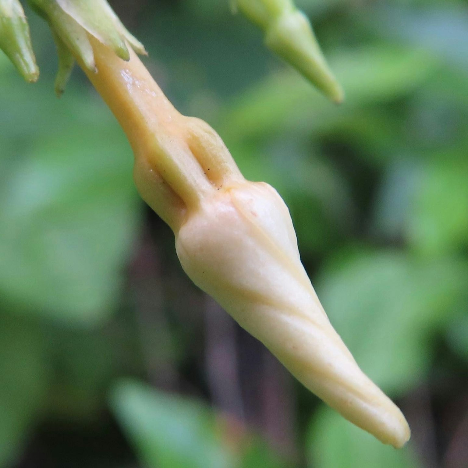 Tunas tanaman muncul dengan latar belakang hijau