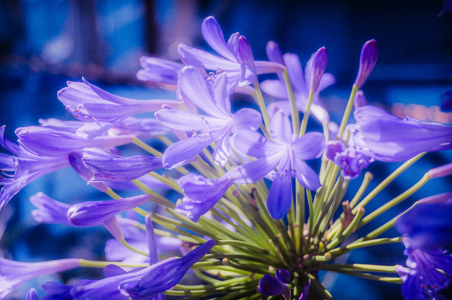Primo piano di bellissimi fiori viola in un'arrangiamento vibrante