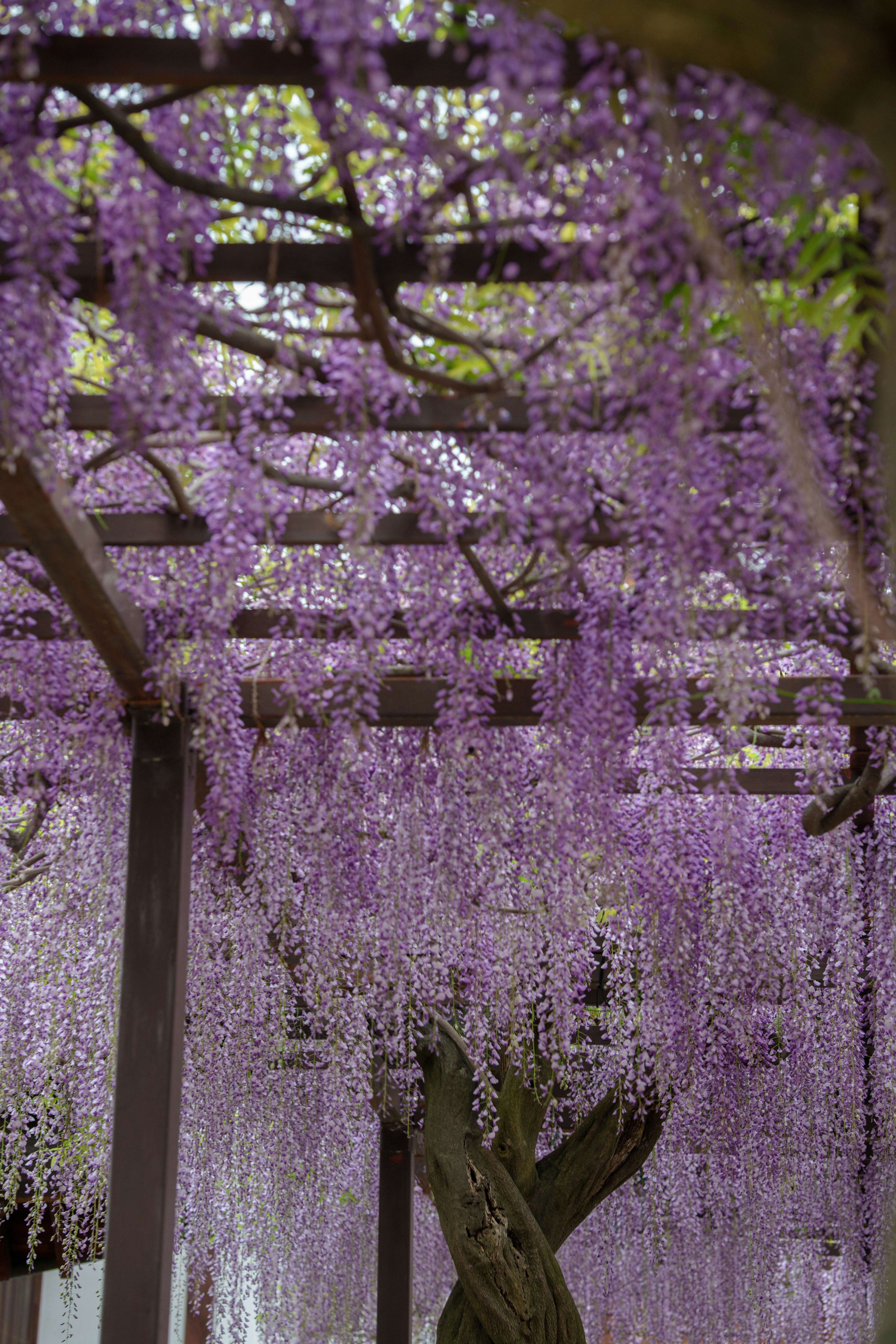allée bordée de glycines violettes en fleurs sur treillis