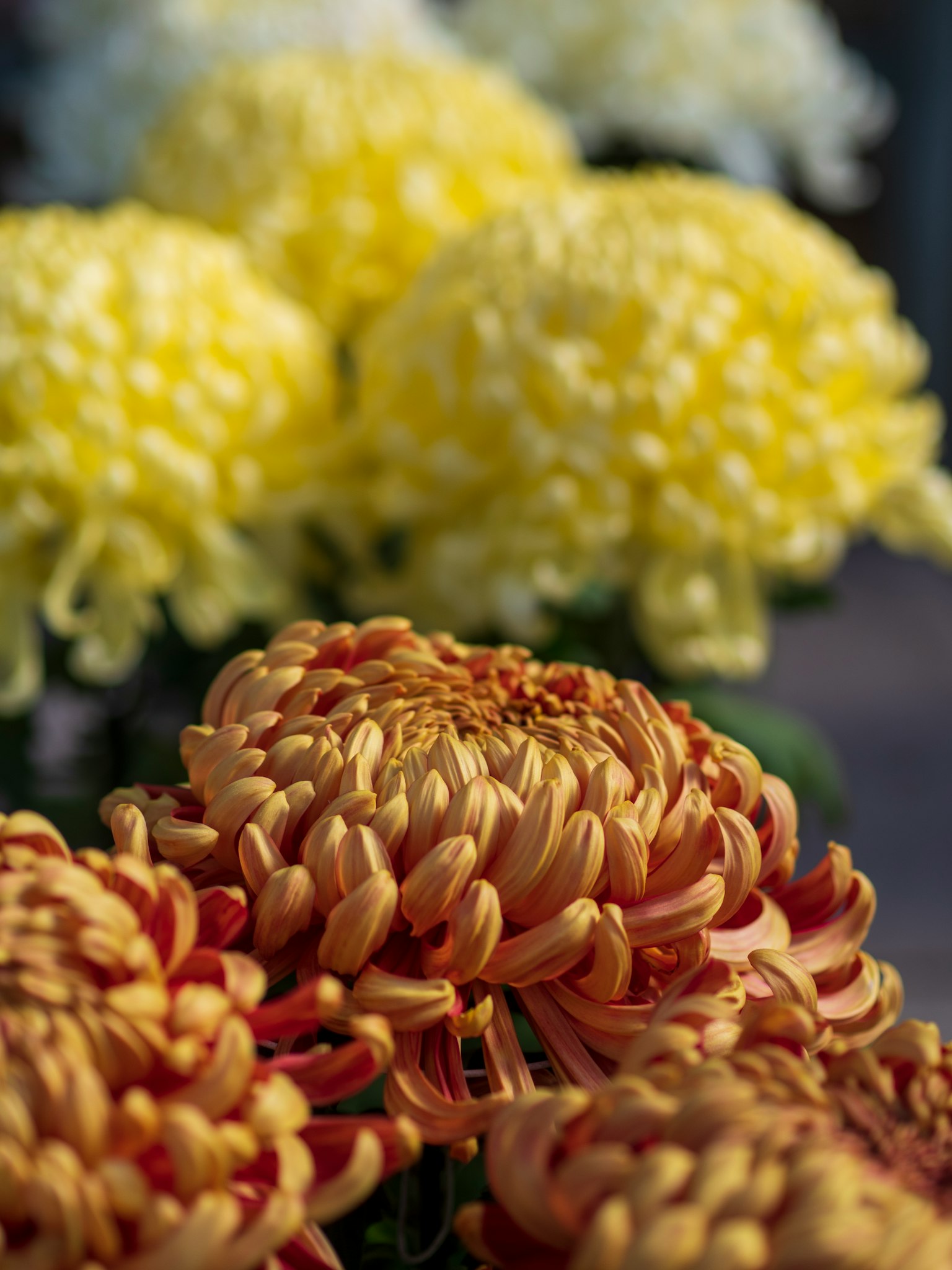Vibrant red and yellow chrysanthemums in focus with soft background of yellow flowers