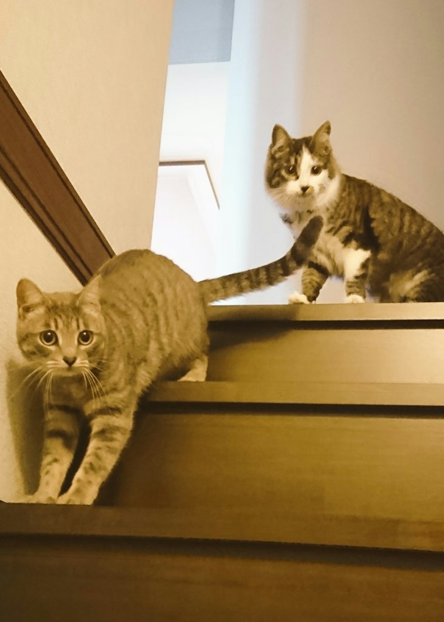 계단을 내려오는 두 마리 고양이