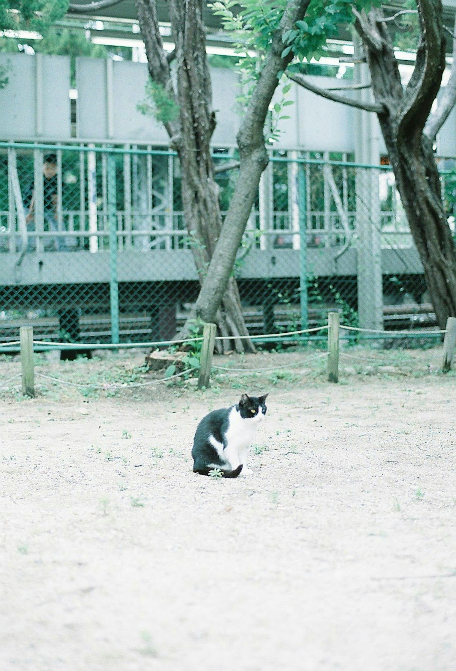 Un gatto bianco e nero seduto in un parco con alberi sullo sfondo
