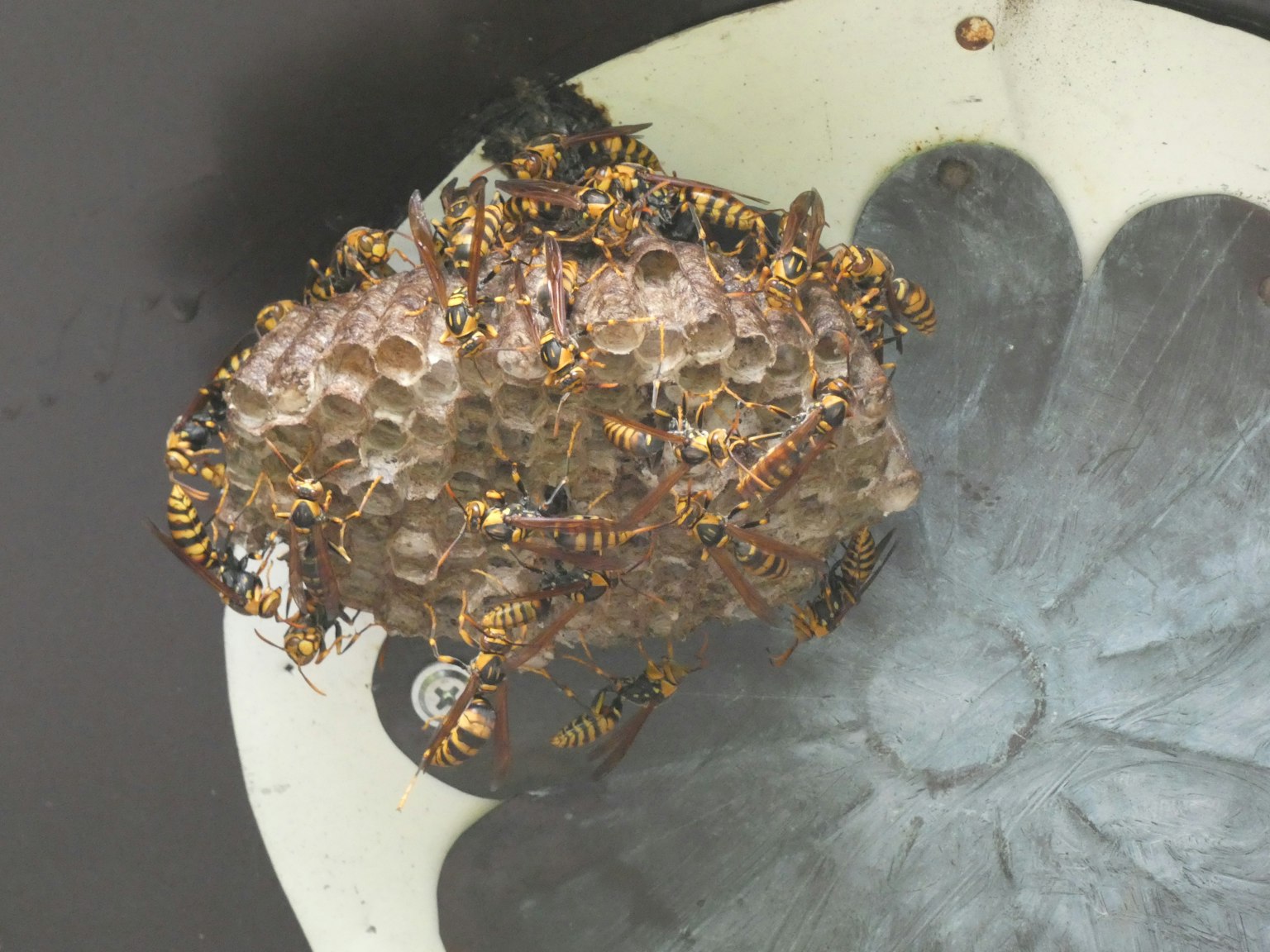 Close-up of a wasp nest with numerous wasps surrounding it
