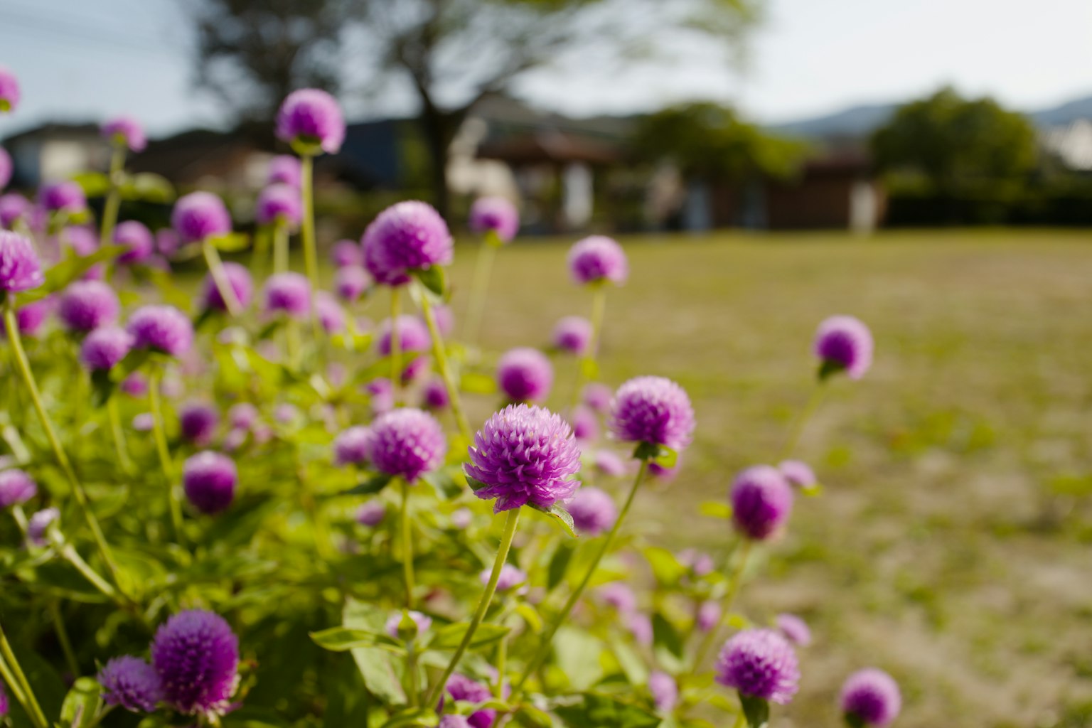 Acercamiento de flores moradas con un paisaje verde borroso de fondo