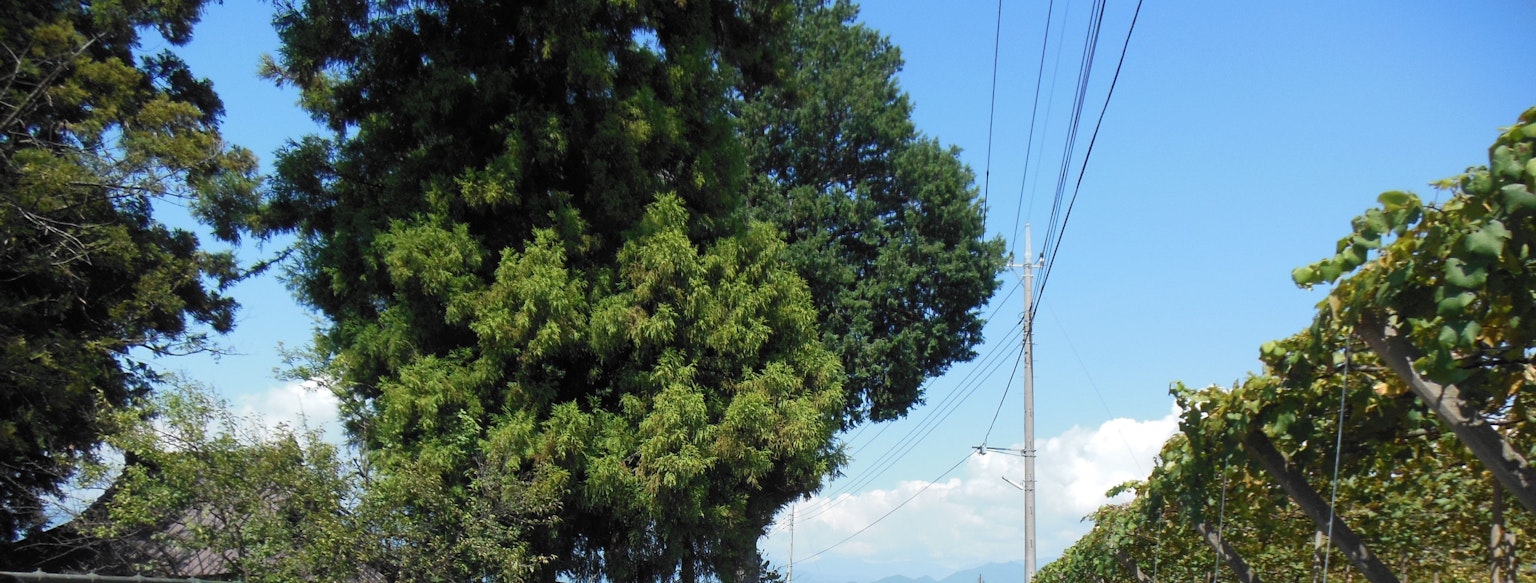 Landschaft mit einem großen Baum und Stromleitungen unter einem blauen Himmel