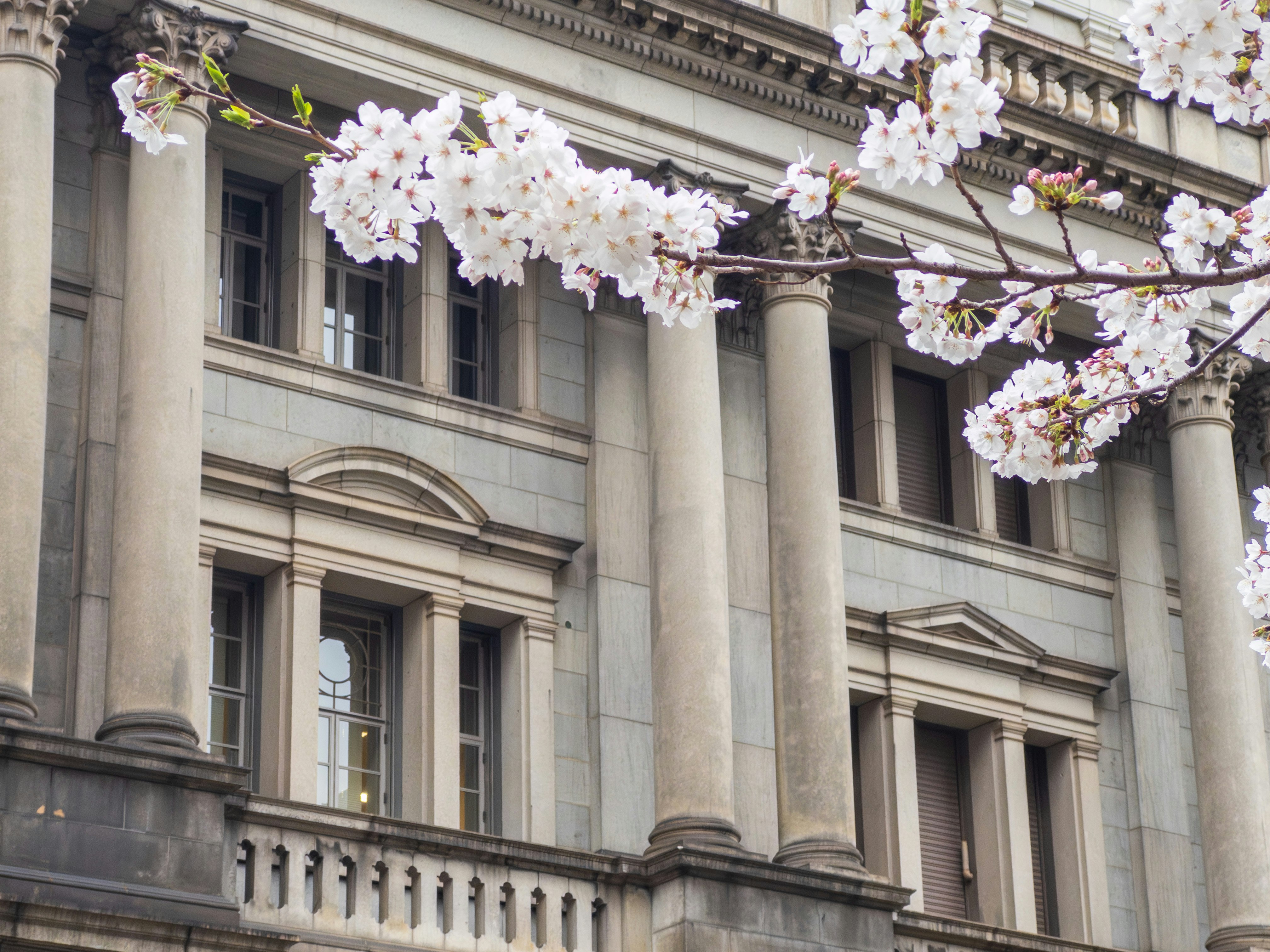 Fleurs de cerisier devant la façade du bâtiment de la Banque du Japon