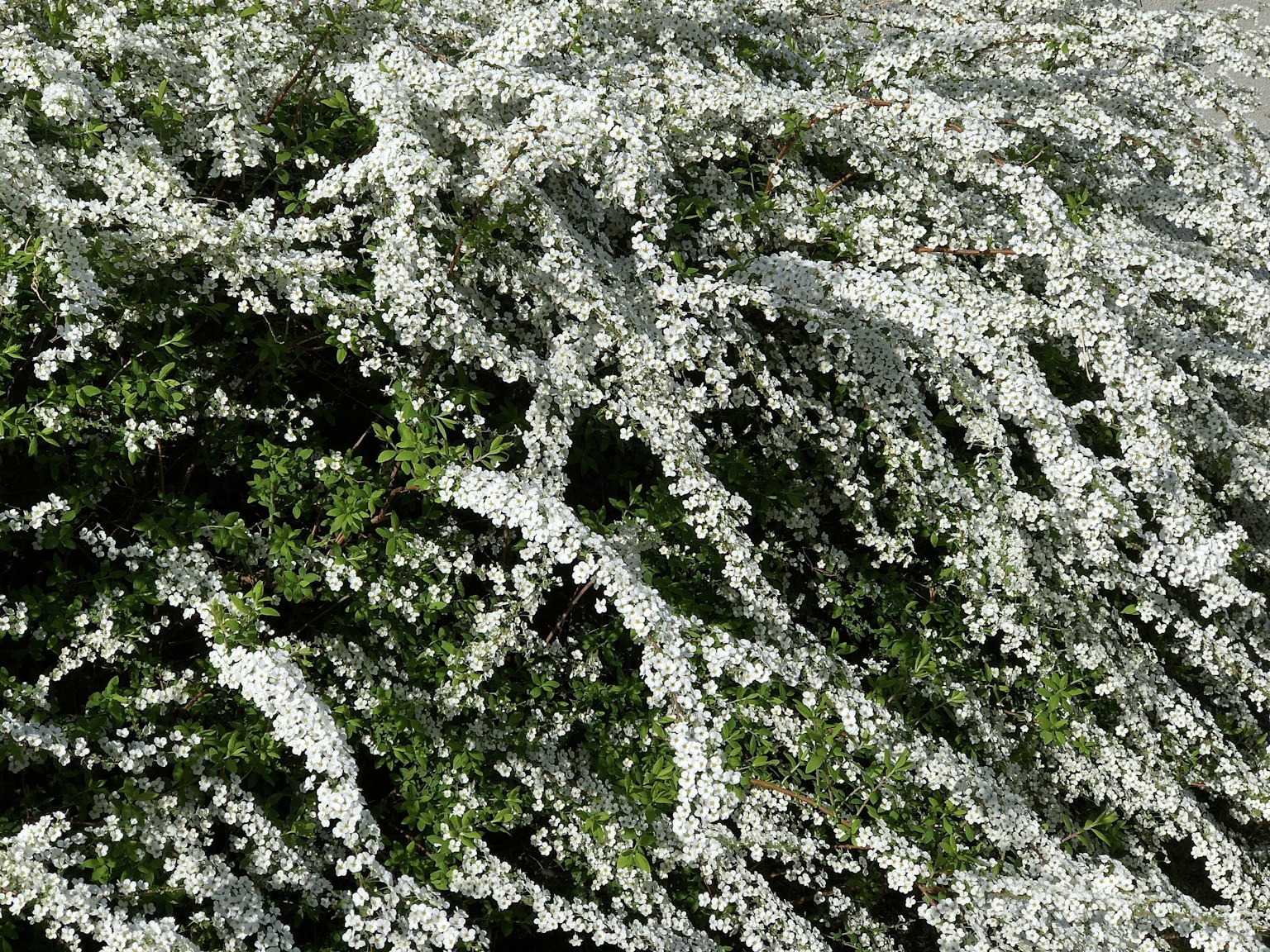 A lush green shrub covered in delicate white flowers