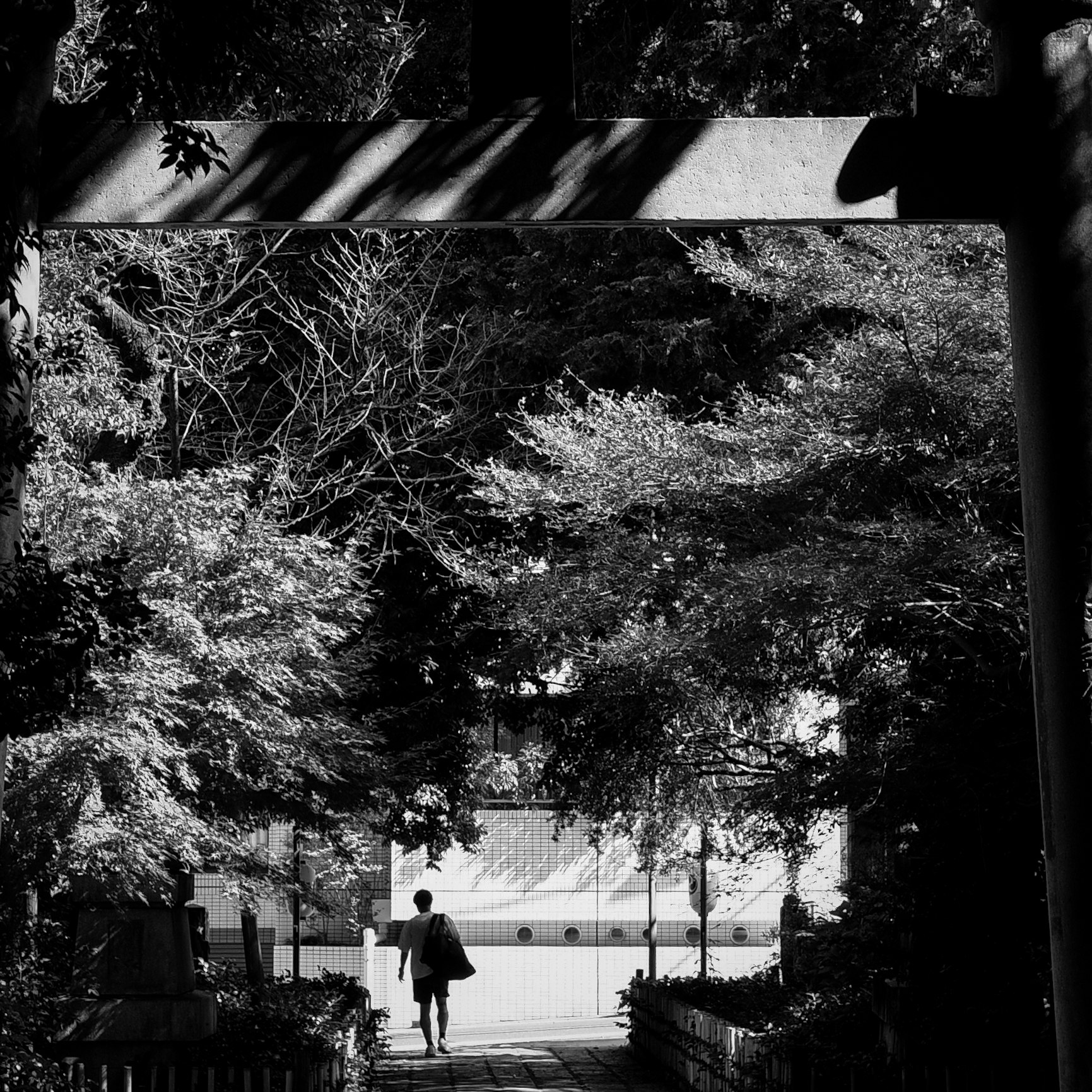 vista trasera de una persona caminando por un sendero tranquilo entre árboles