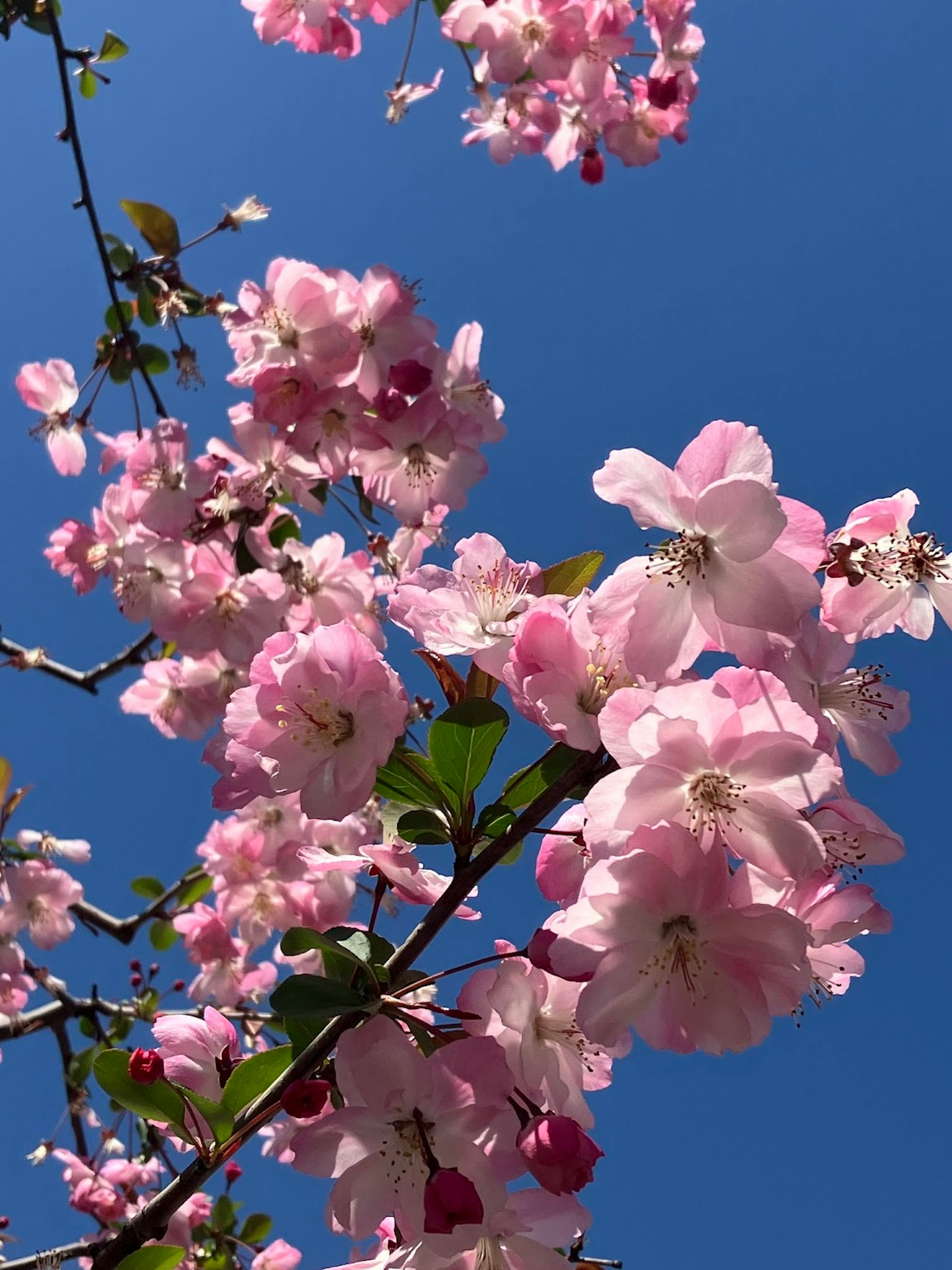 Flores de cerezo en plena floración contra un cielo azul claro
