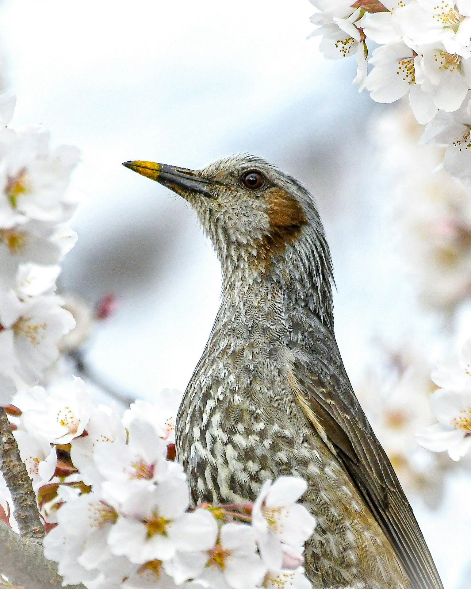 Acercamiento de un pájaro entre flores de cerezo El pájaro tiene plumas grises con una mancha naranja en la cabeza