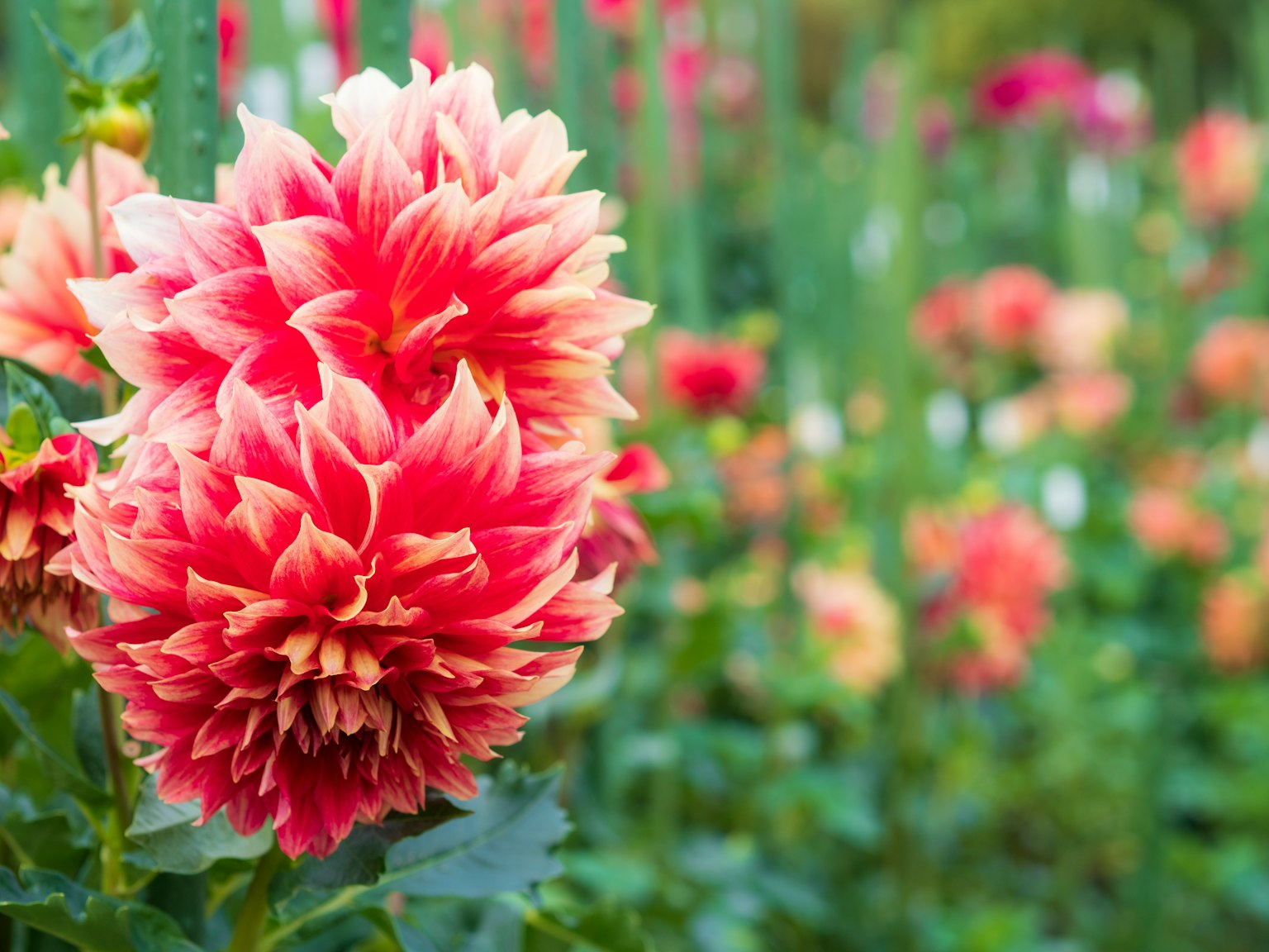 Une scène de jardin avec des fleurs de dahlias rouges et blanches en fleurs