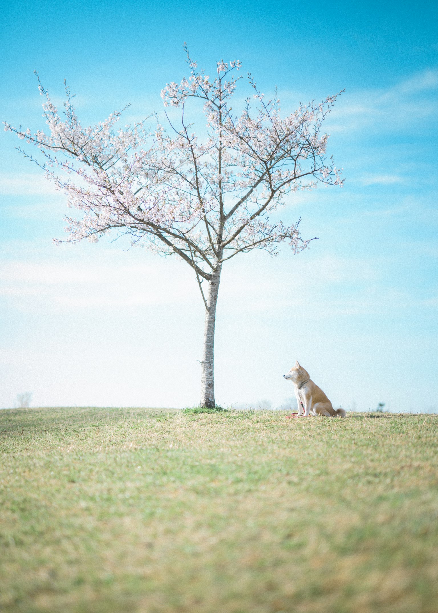 A dog sitting under a cherry blossom tree with a blue sky