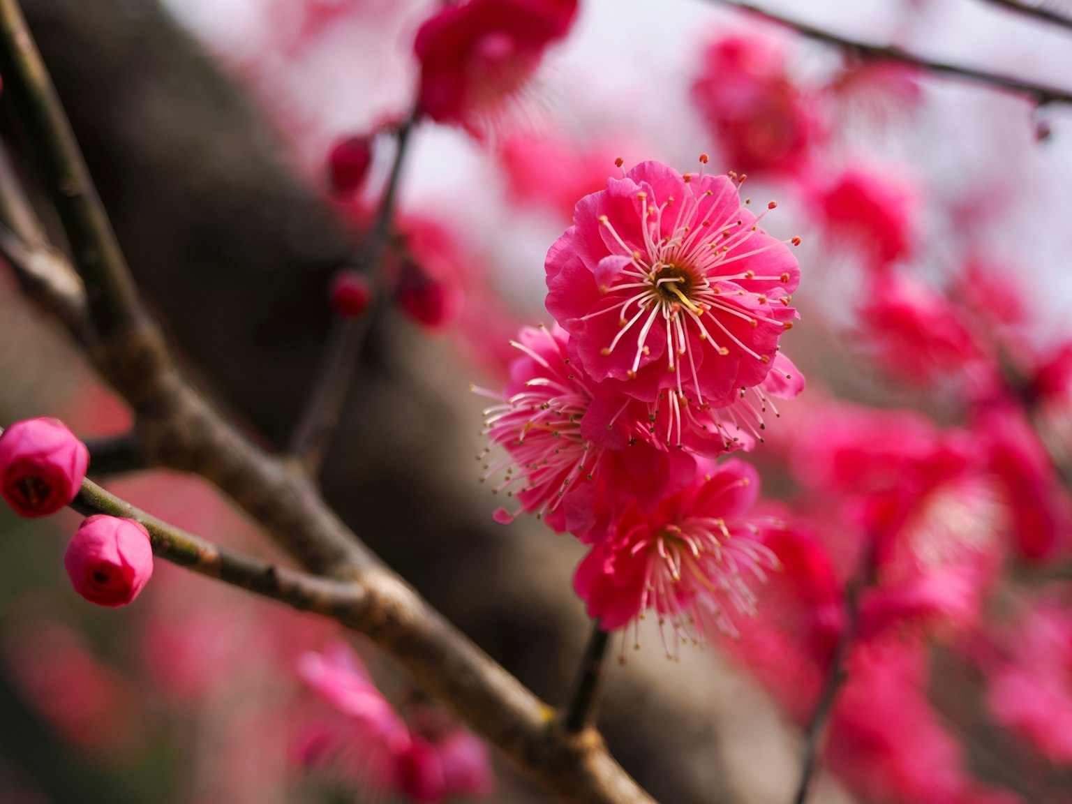 盛开的梅花树枝，花朵色彩鲜艳