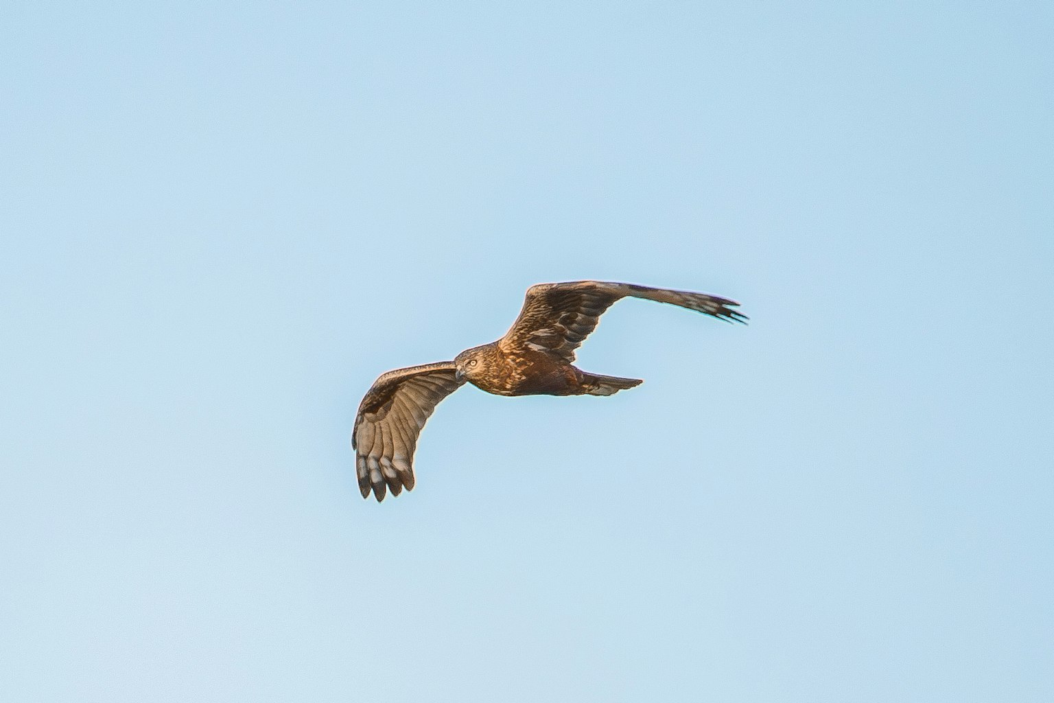 Ein Falke, der gegen einen blauen Himmel schwebt