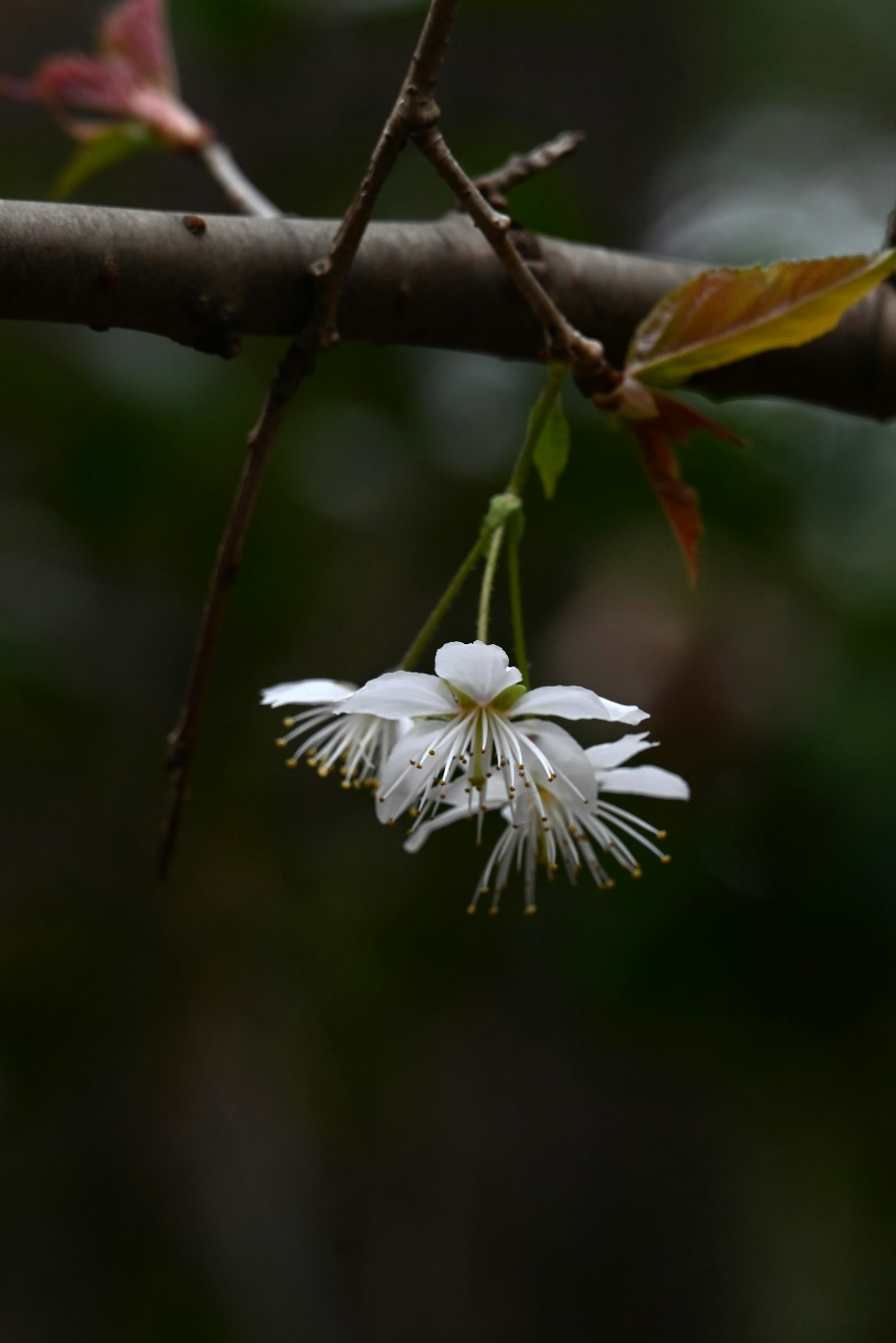 Fleur blanche suspendue à une branche avec un arrière-plan vert flou