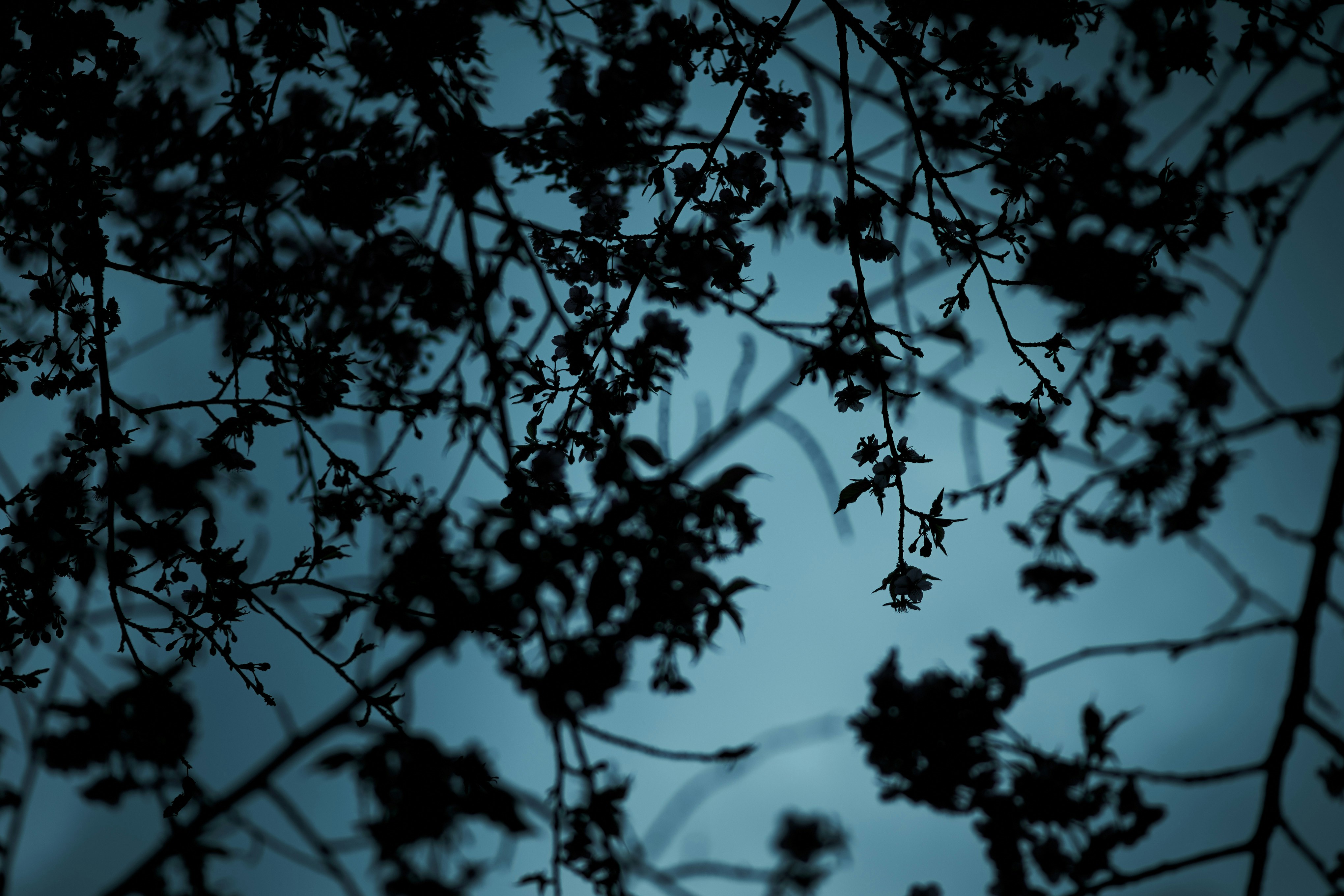 树枝剪影映衬蓝色夜空
